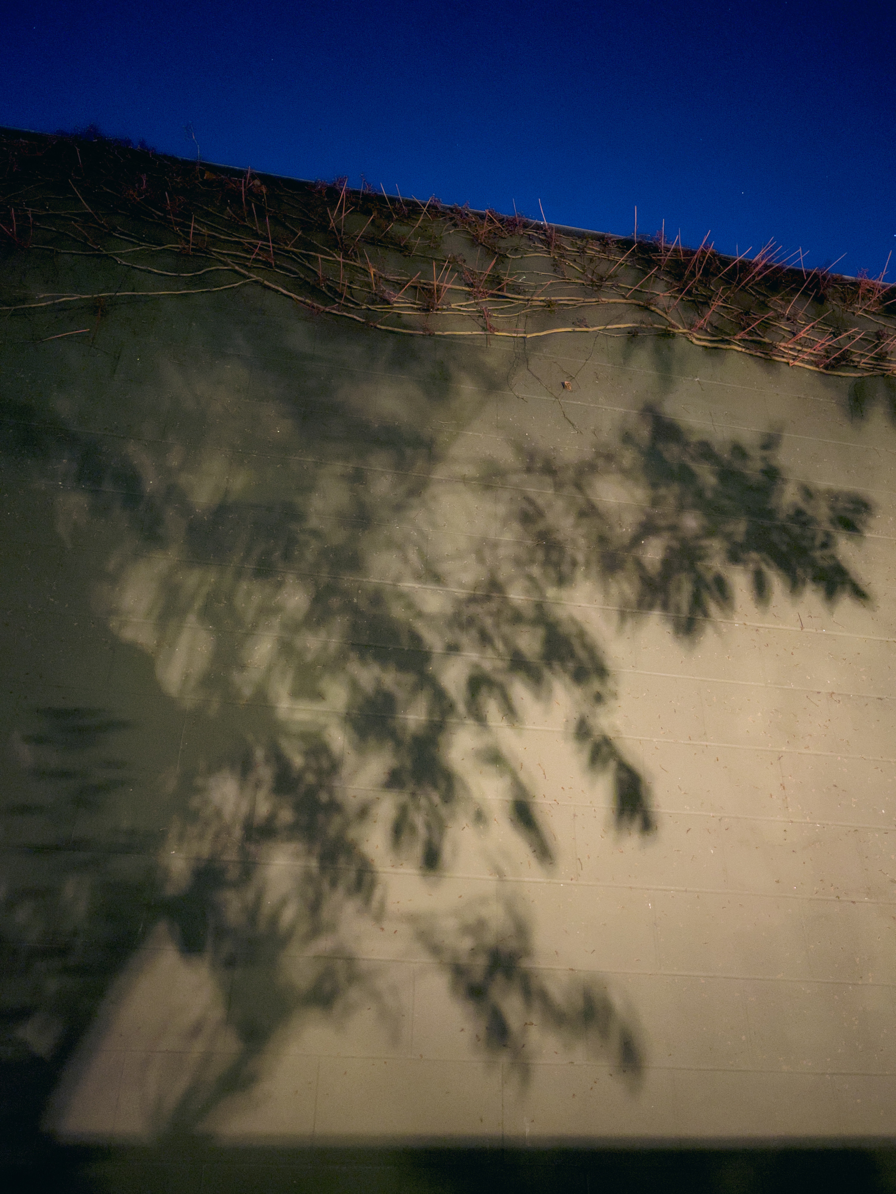 Branch and leaf shadows on a CMU wall.