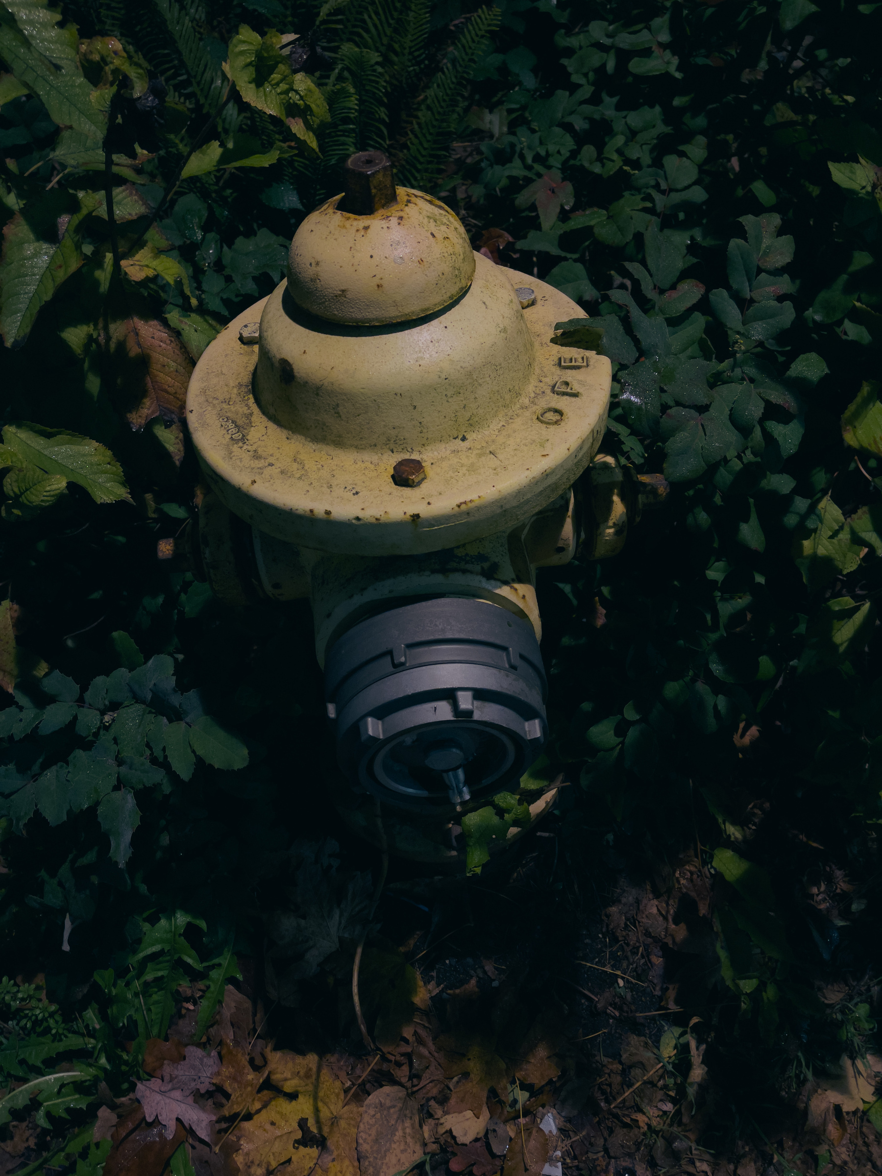 Fire hydrant in the midst of weeds, lit by streetlights.