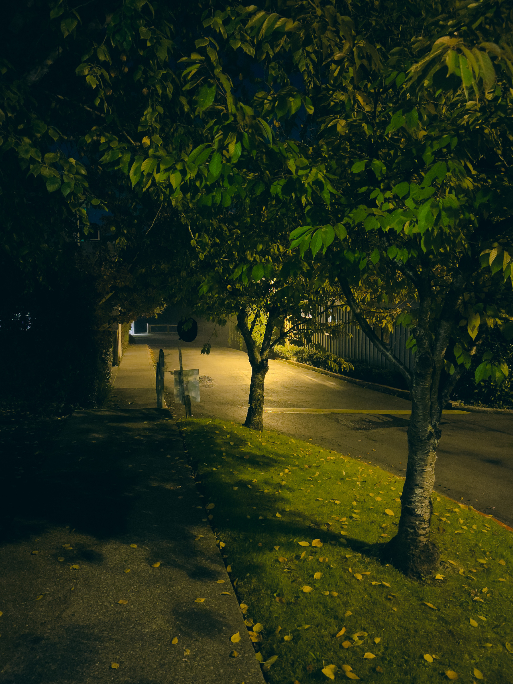 Streetscape through trees at night.