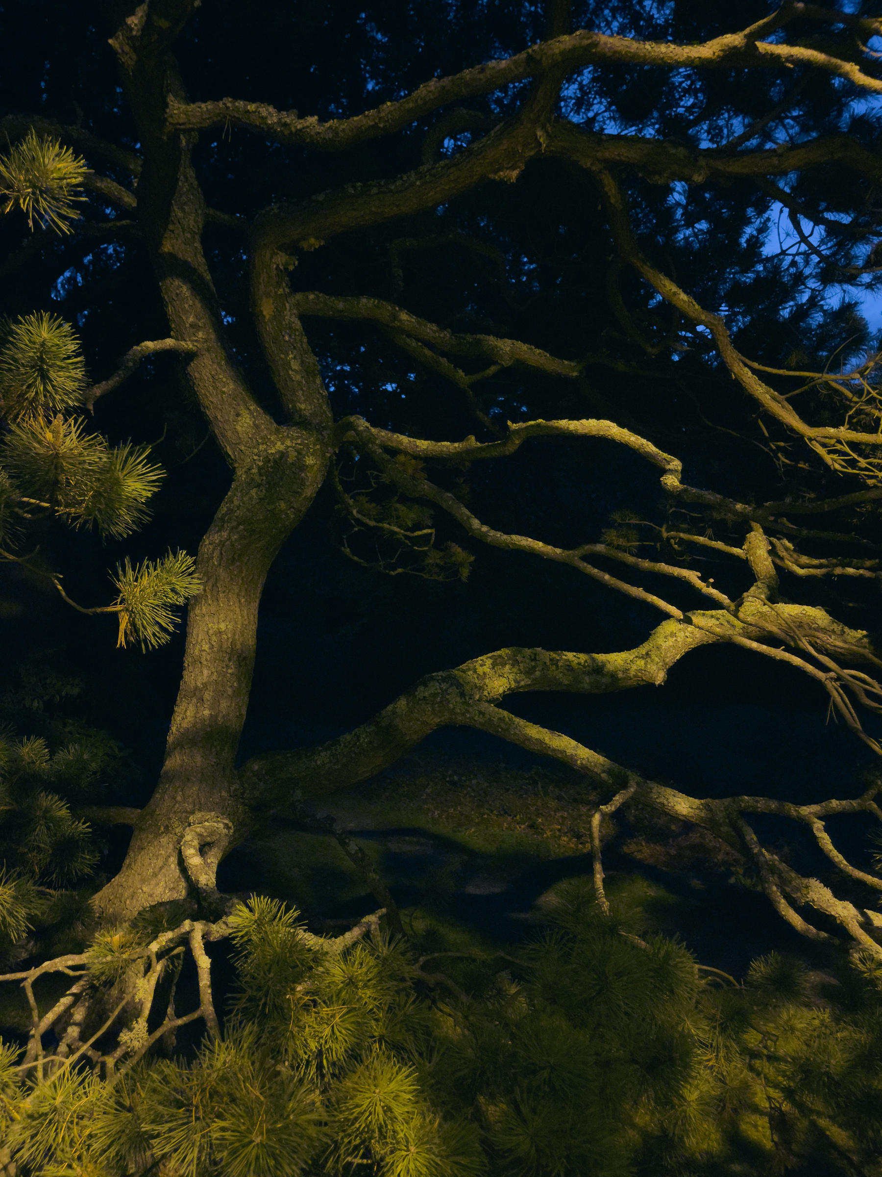 Tree trunk and branches lit by streetlights.