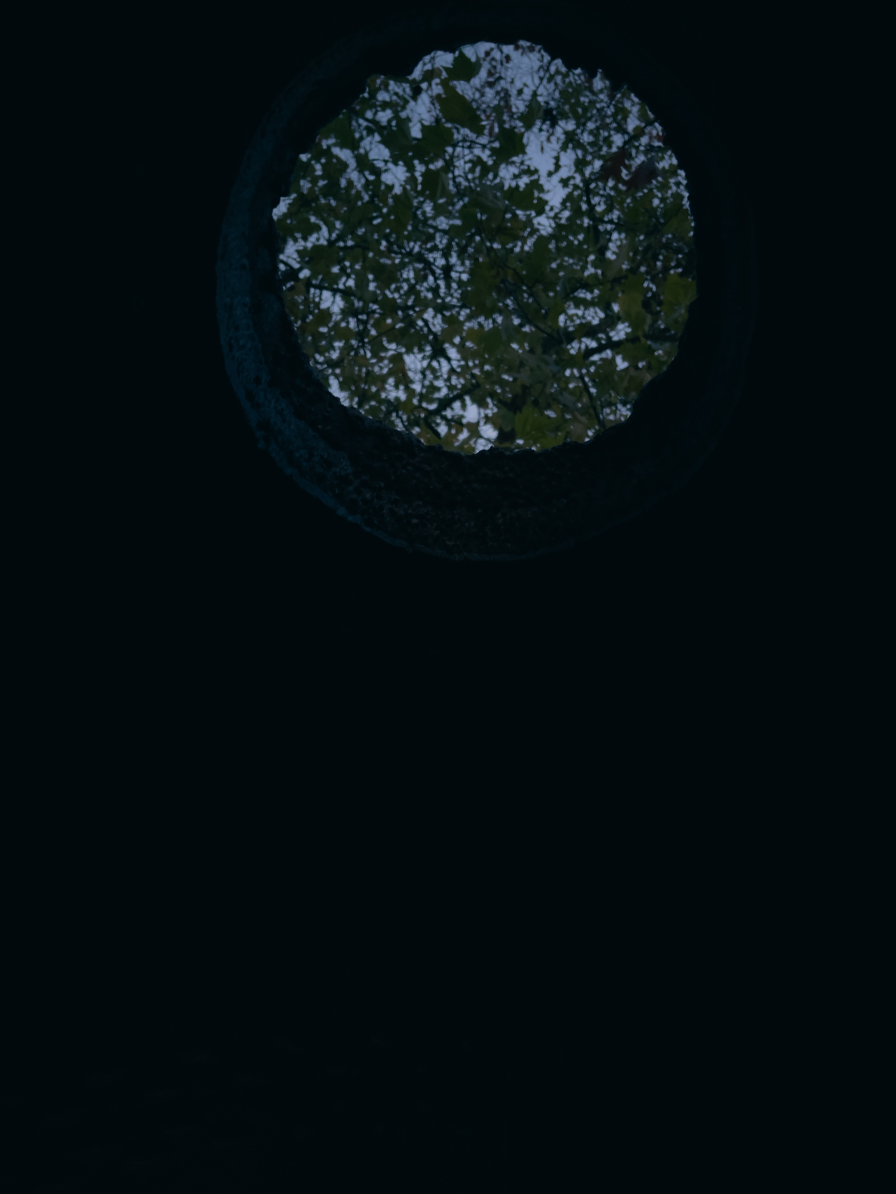 Circular hole in dark enclosure, tree branches visible through hole.