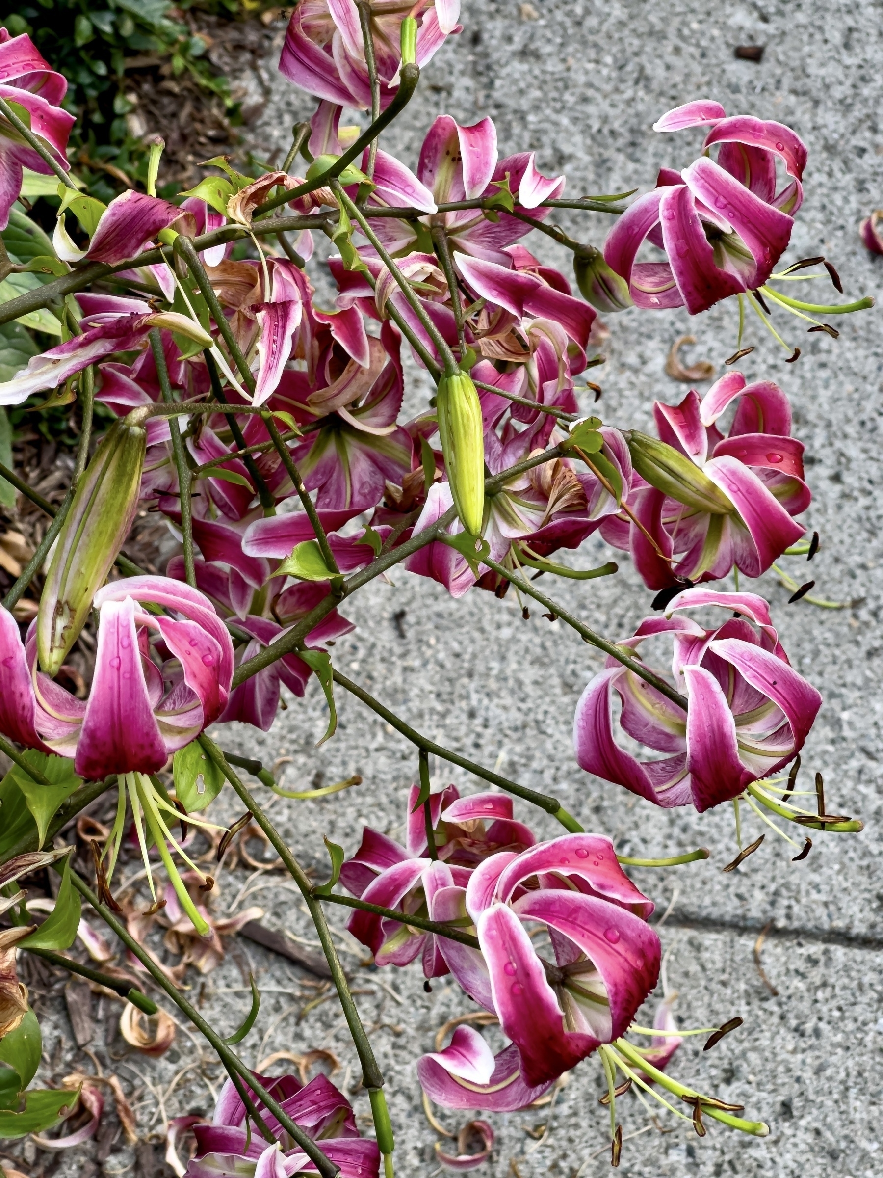pink and purple turk’s cap lilies hanging out over a concrete sidewalk