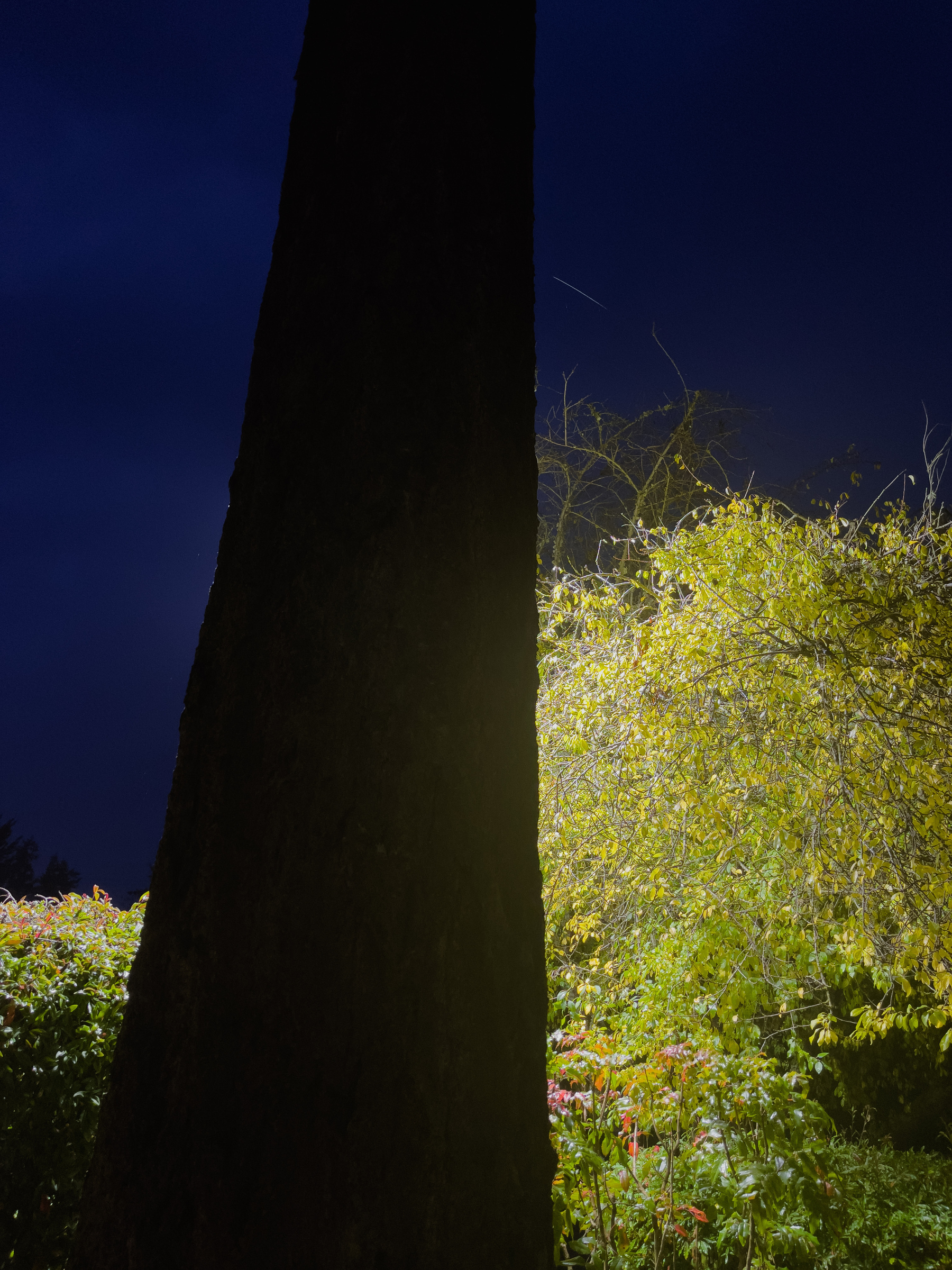 Tree trunk in silhouette with shrubs illuminated by streetlights beyond.
