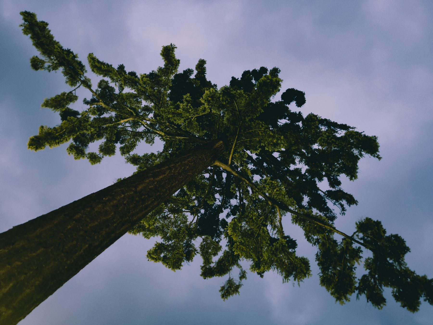 Evergreen tree canopy and trunk against a cloudy sky.