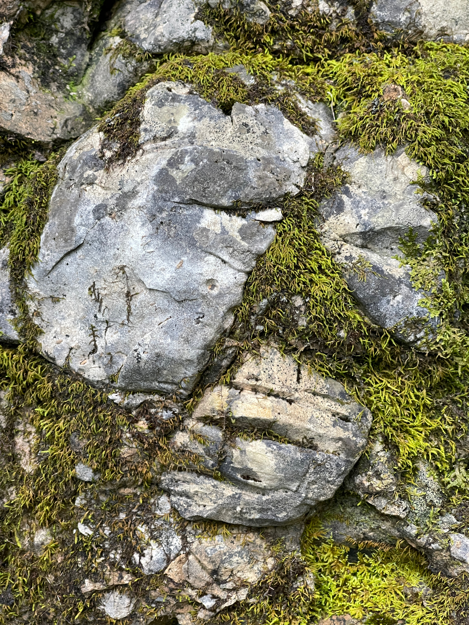 Primitive face in rock with moss.