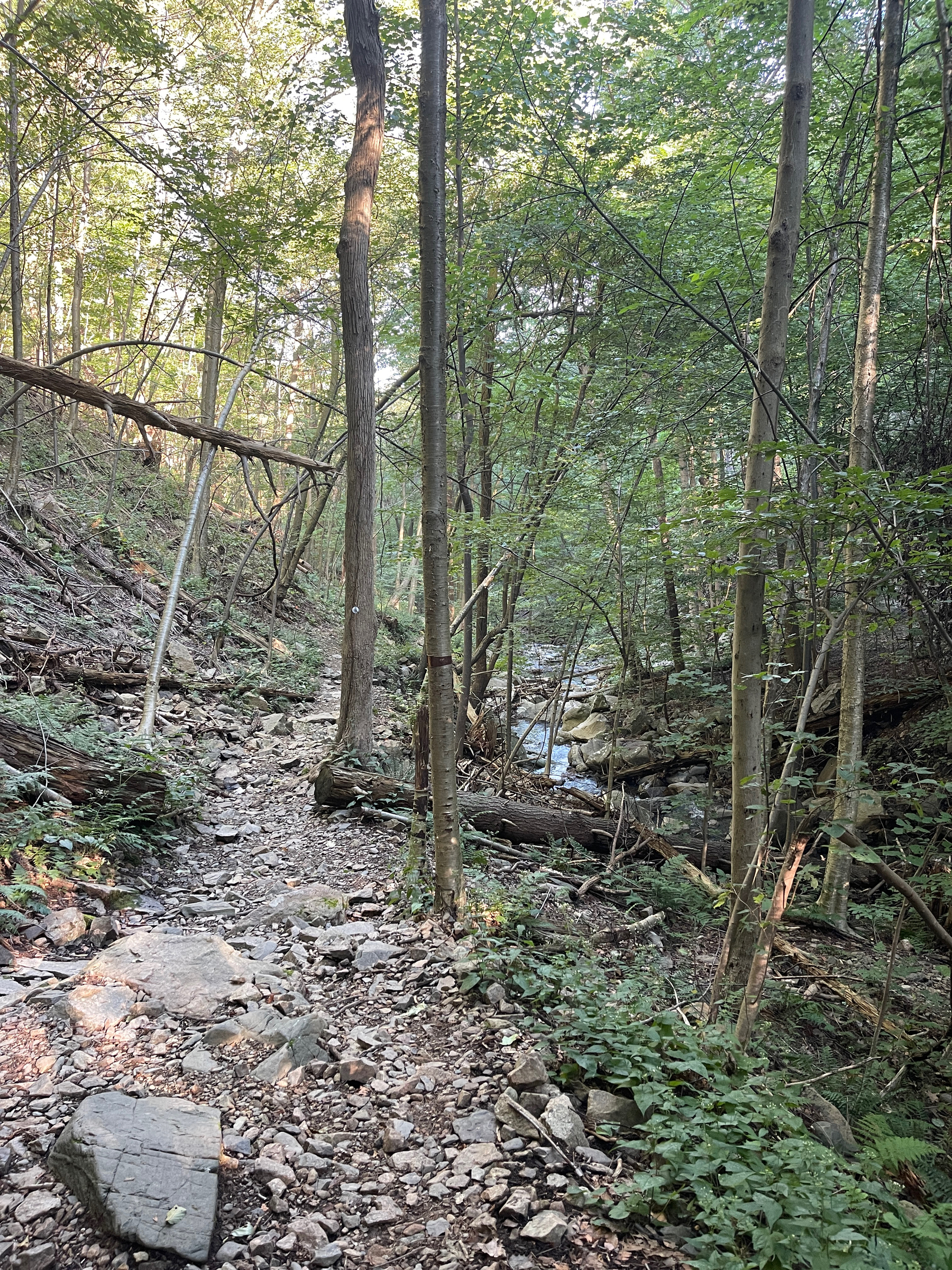 Trail and stream in a forest.