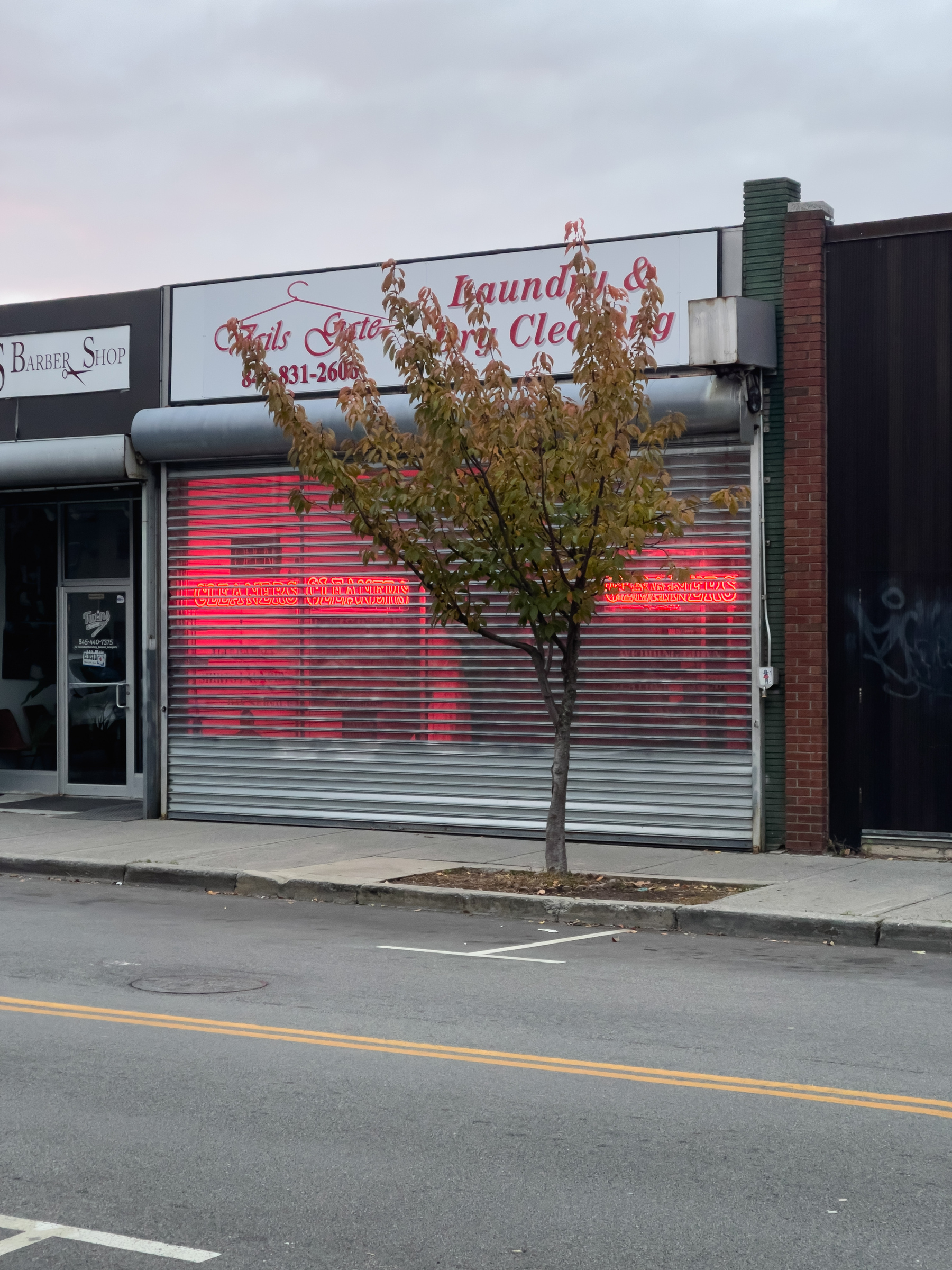 Laundry and dry cleaners storefront with security gate screen lowered and neon signage visible thorough the screen and single street tree in front.
