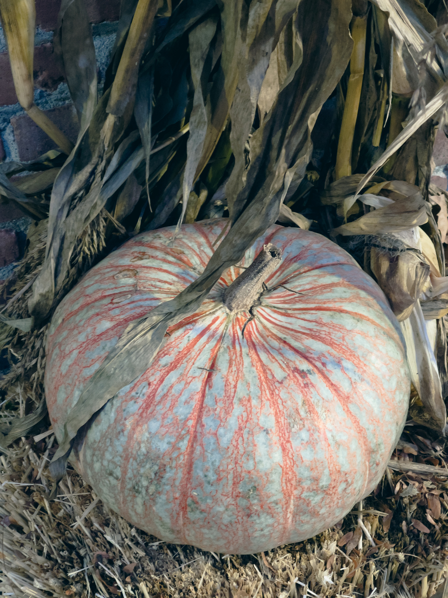 Closeup of pumpkin decoration sitting on straw with the bottoms of cornstalks behind it.