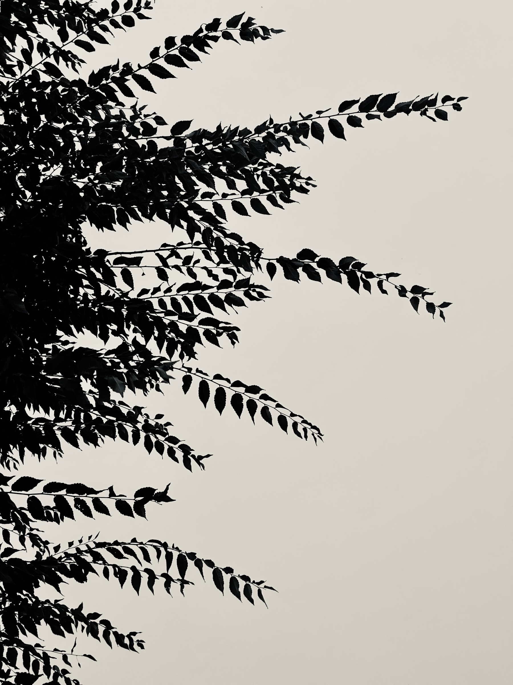 Branches and leaves silhouetted against a cloudy sky. 