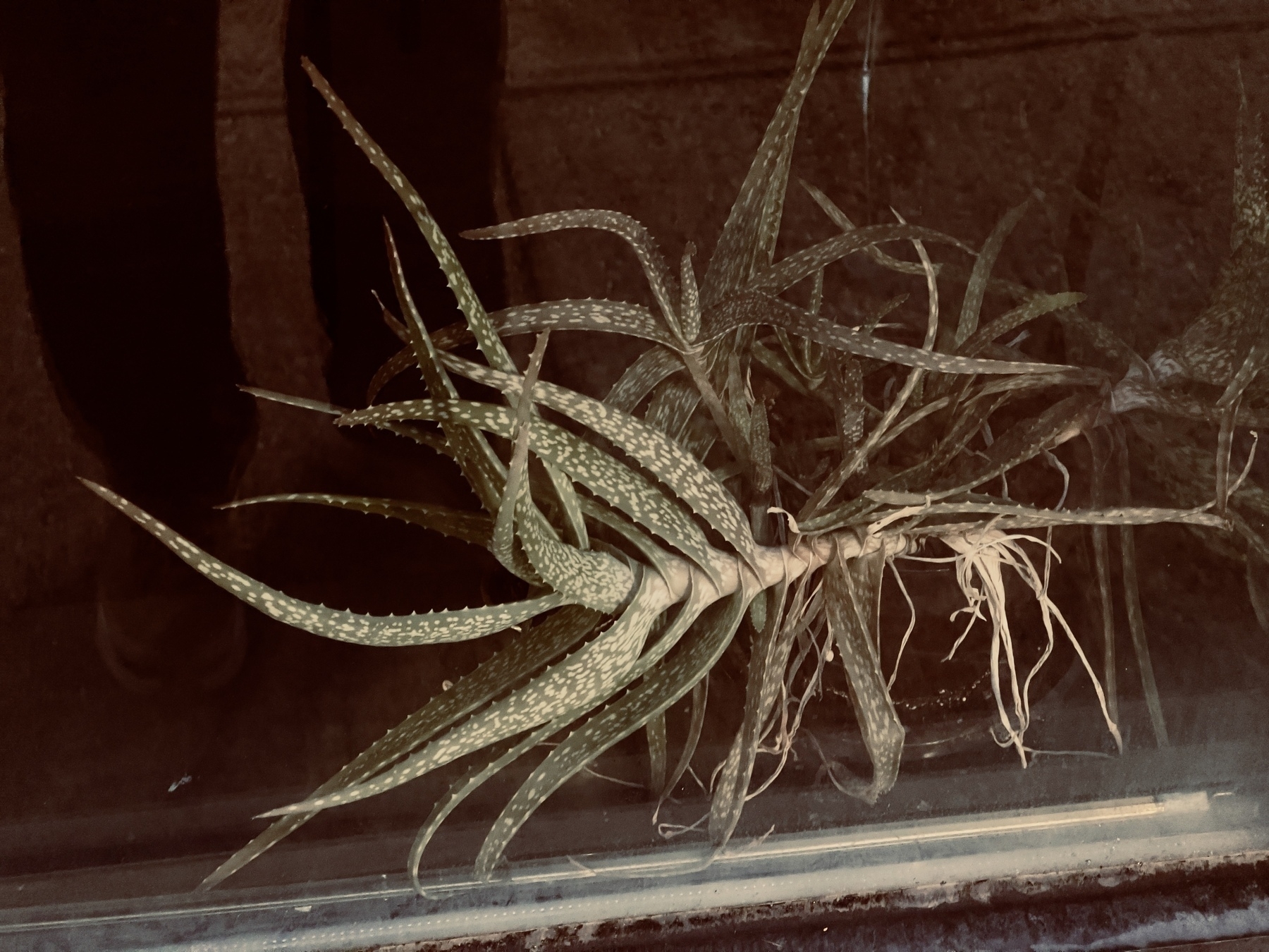 Succulent plant in an office window.