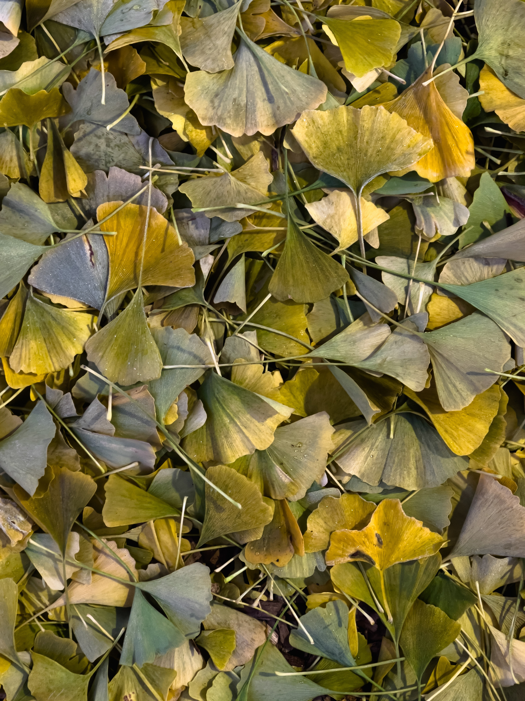 Closeup of pile of ginkgo tree leaves lying on the ground.