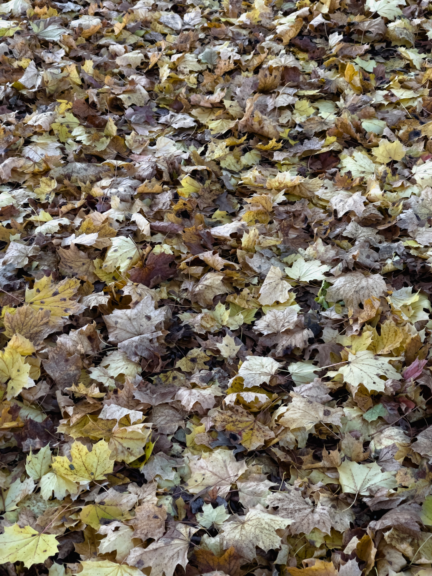 Colorful leaves on the ground.