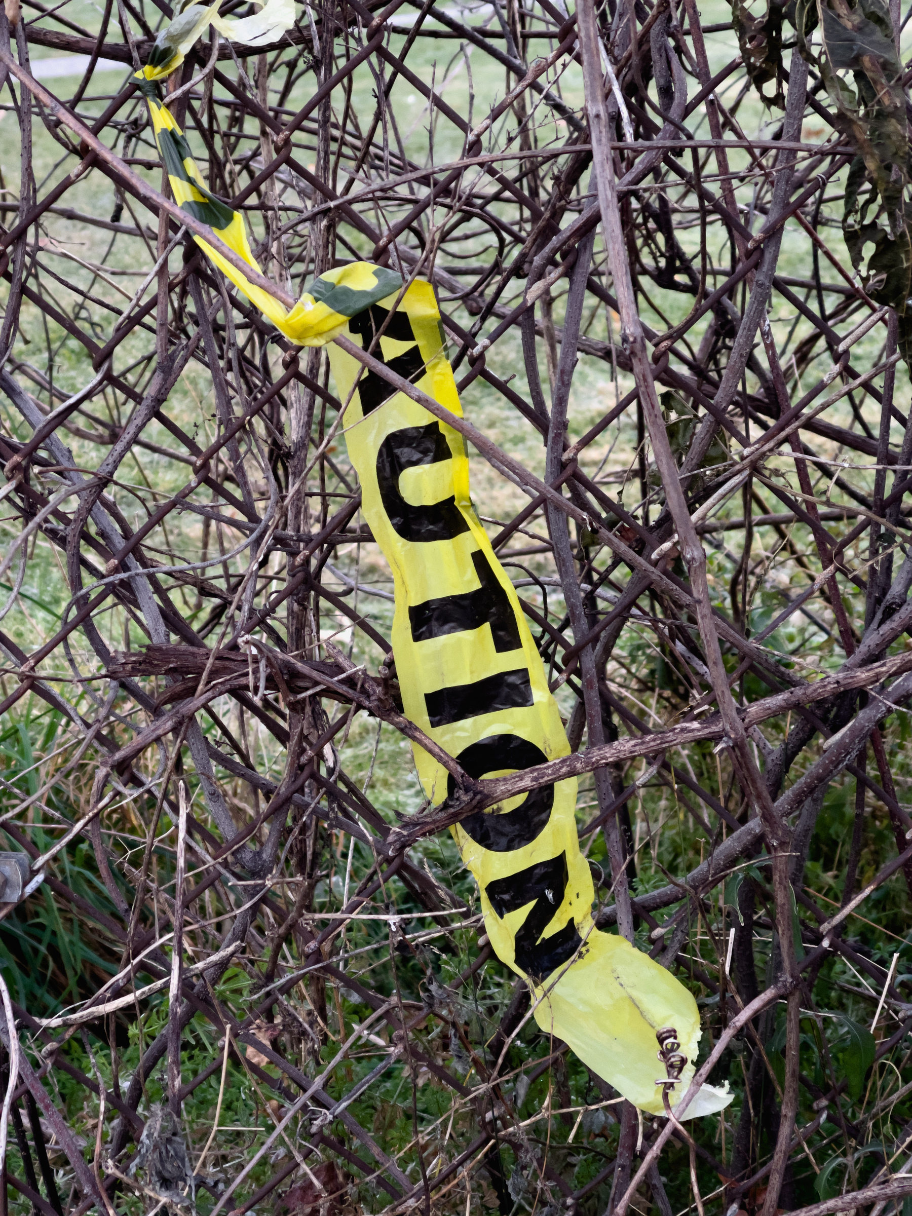 Yellow caution tape tangled in leafless vines on a fence.