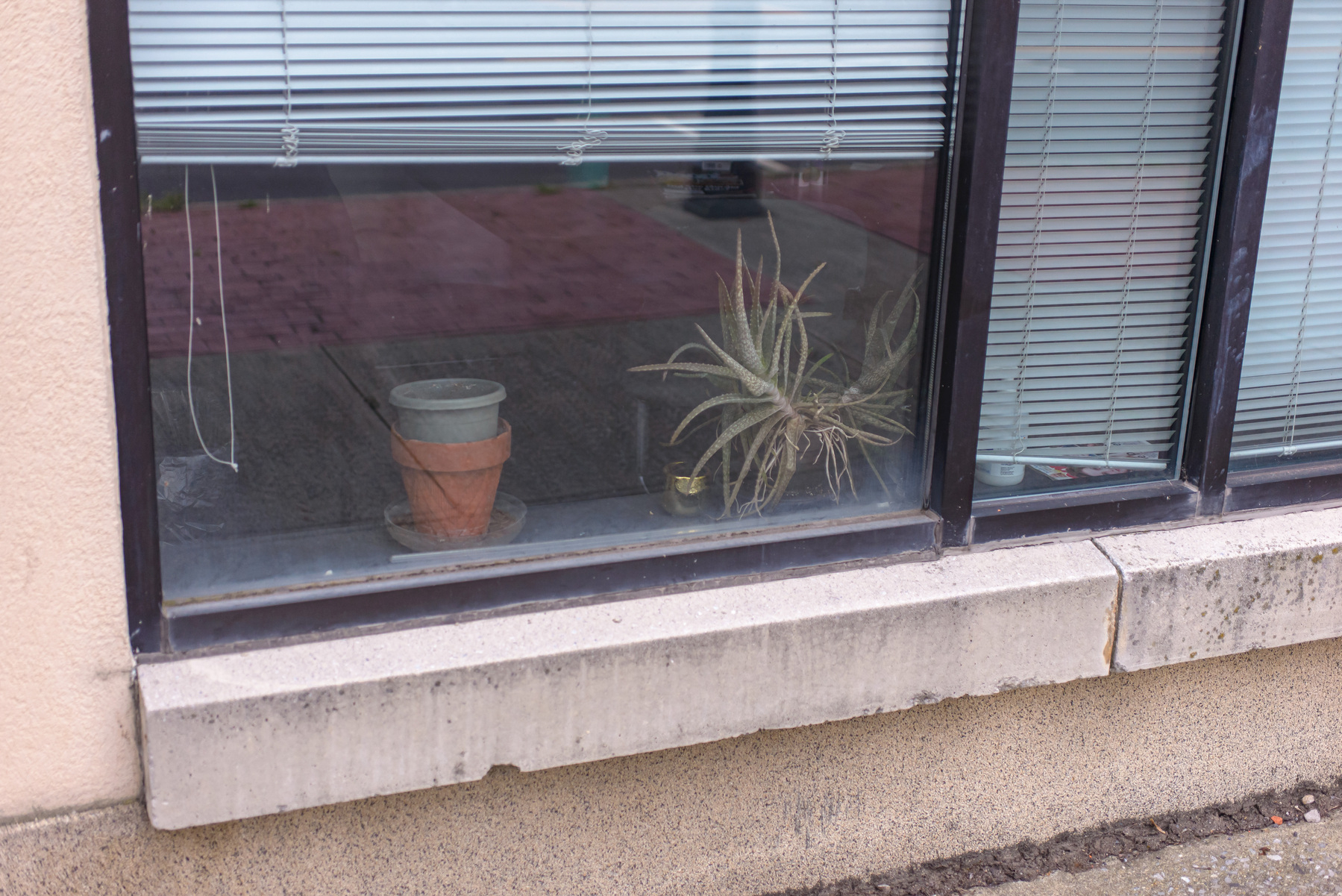 plant and flower pots in an office window shot from the outside, venetian blinds drawn up above the plant and pots