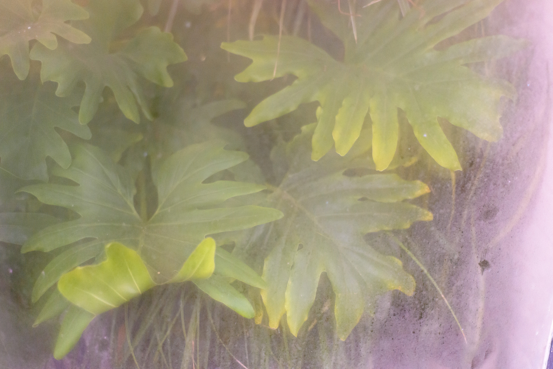 Tropical plant leaves through a window with condensation on it.