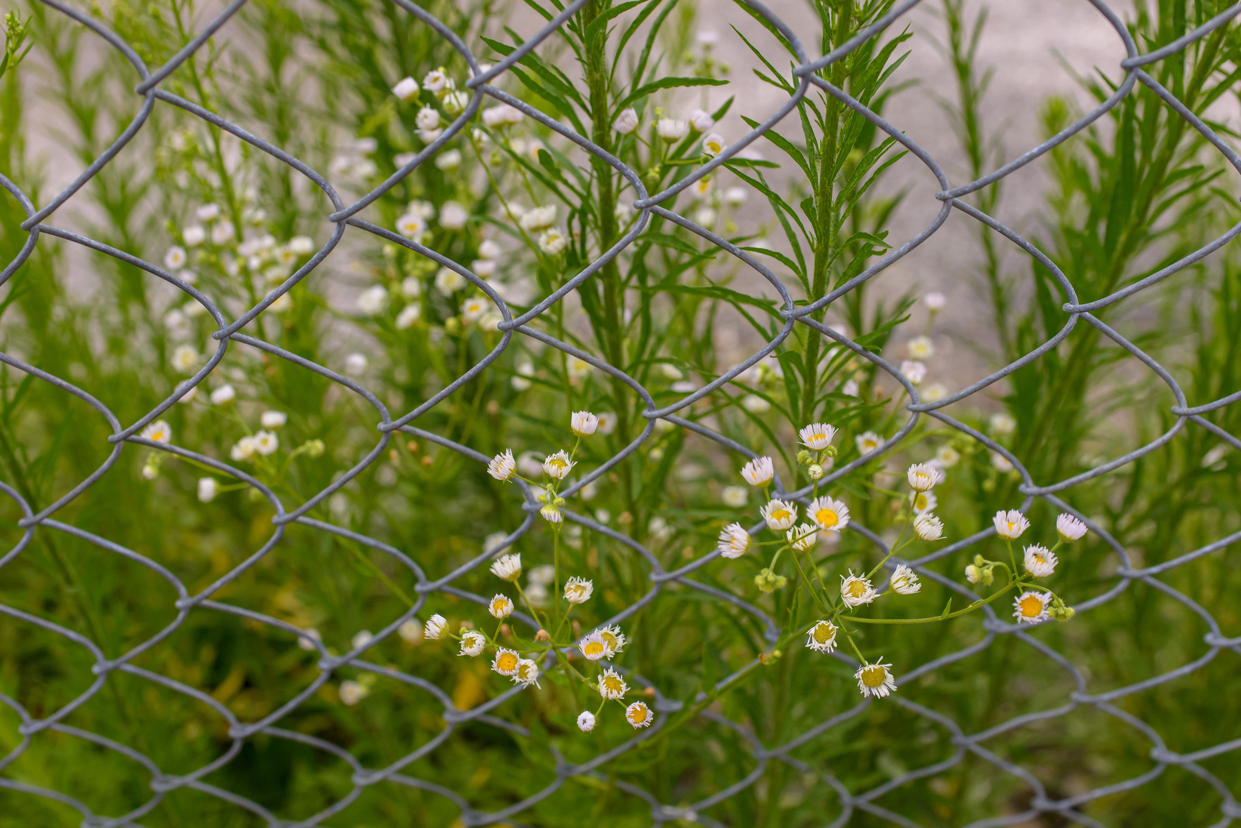 chain link fence and white aster flowers