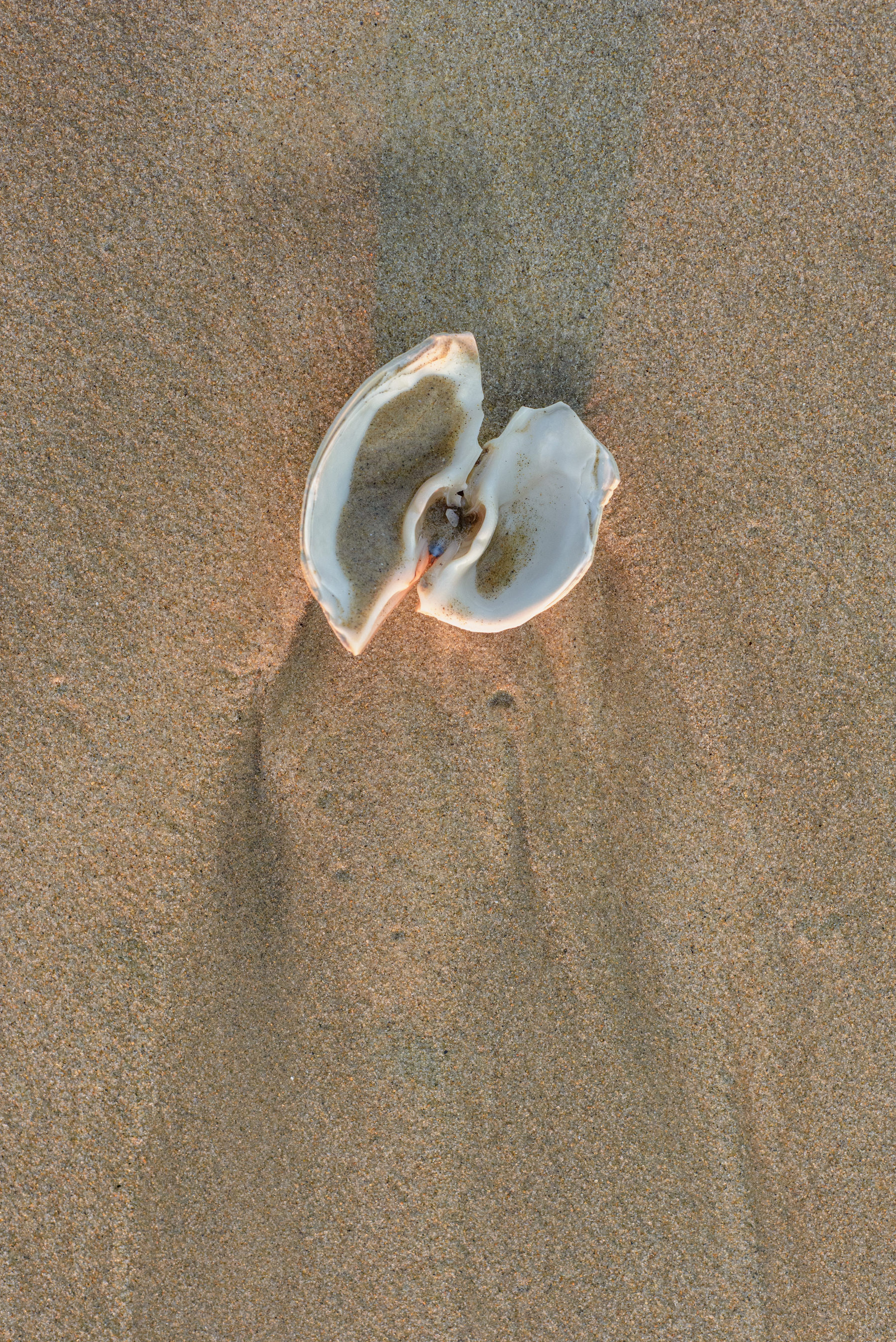 Broken mollusk shell in the sand. 