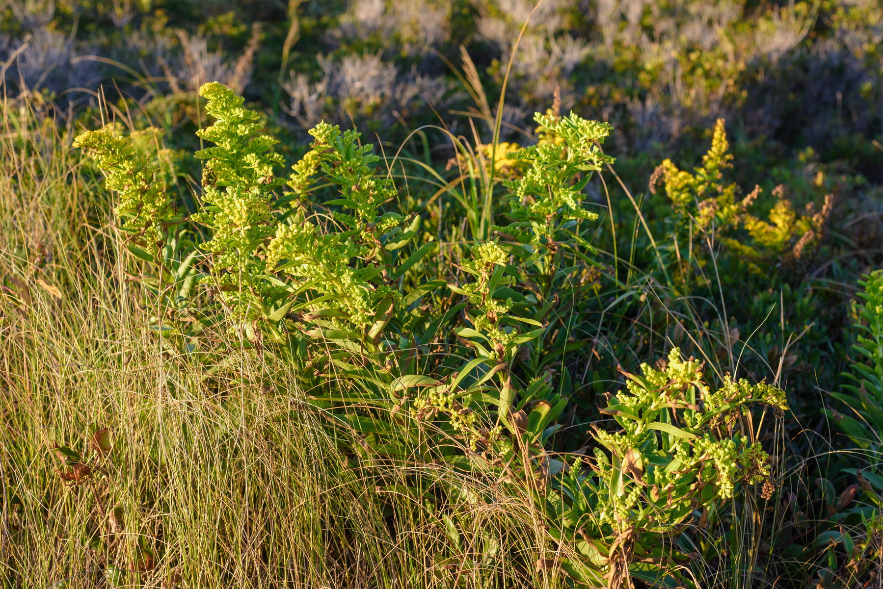 Goldenrod plants at sunrise.