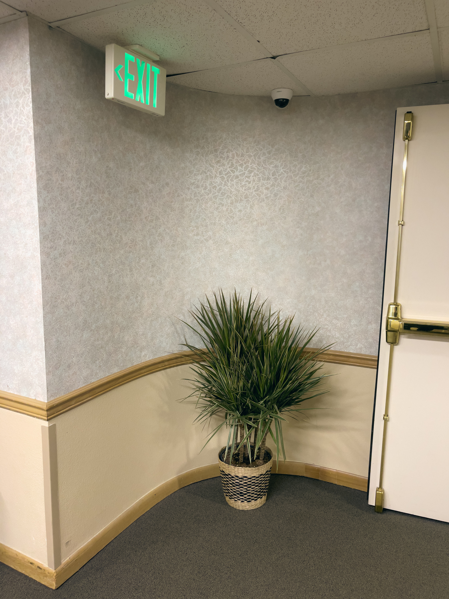 Curved inside corner in a hallway with potted plant in middle of curve, edge of a fire door to the right, sharp outside corner on the left, green EXIT sign at the top left of the frame. 