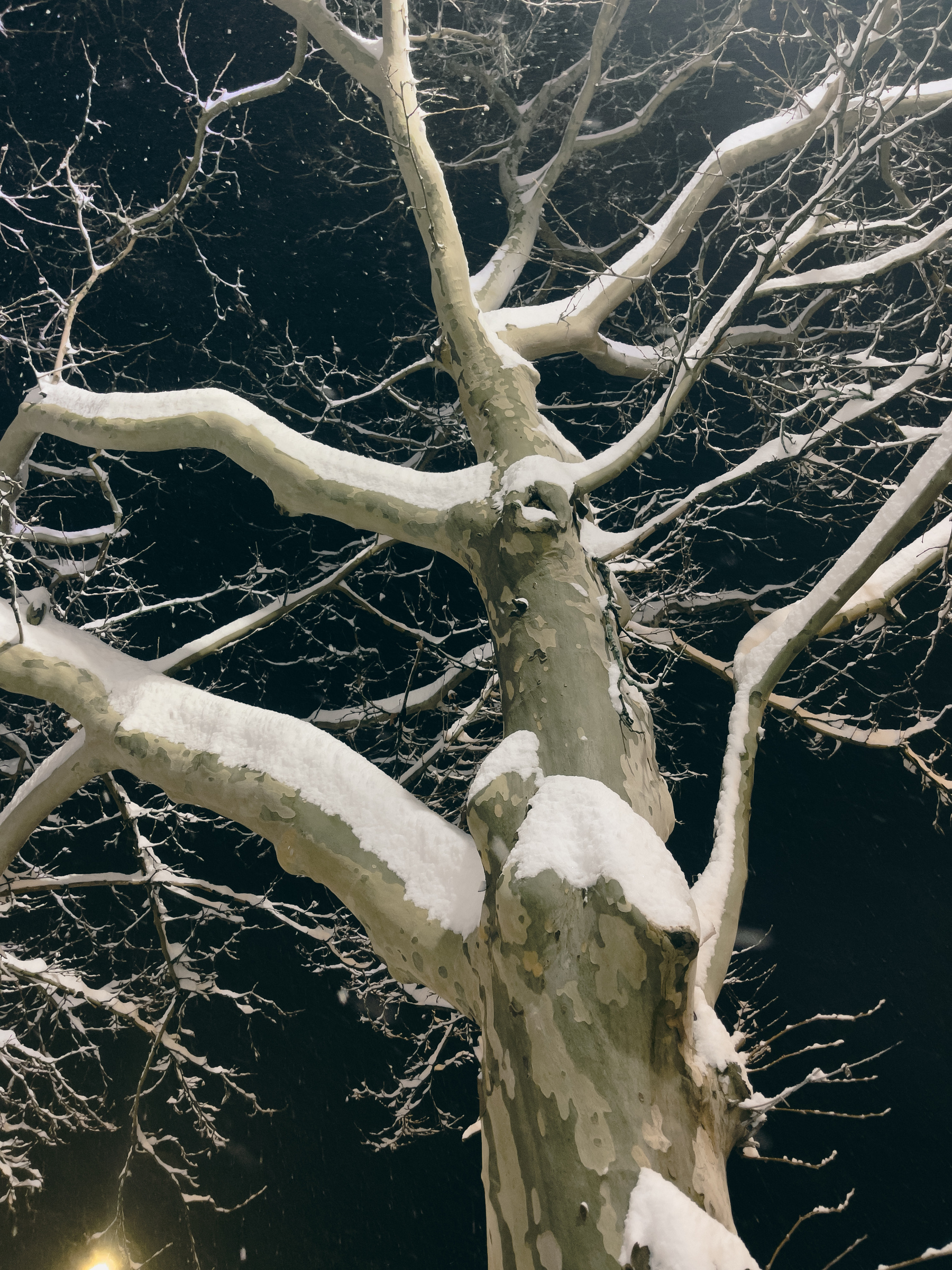 Tree with snow on the branches before dawn illuminated by streetlights.