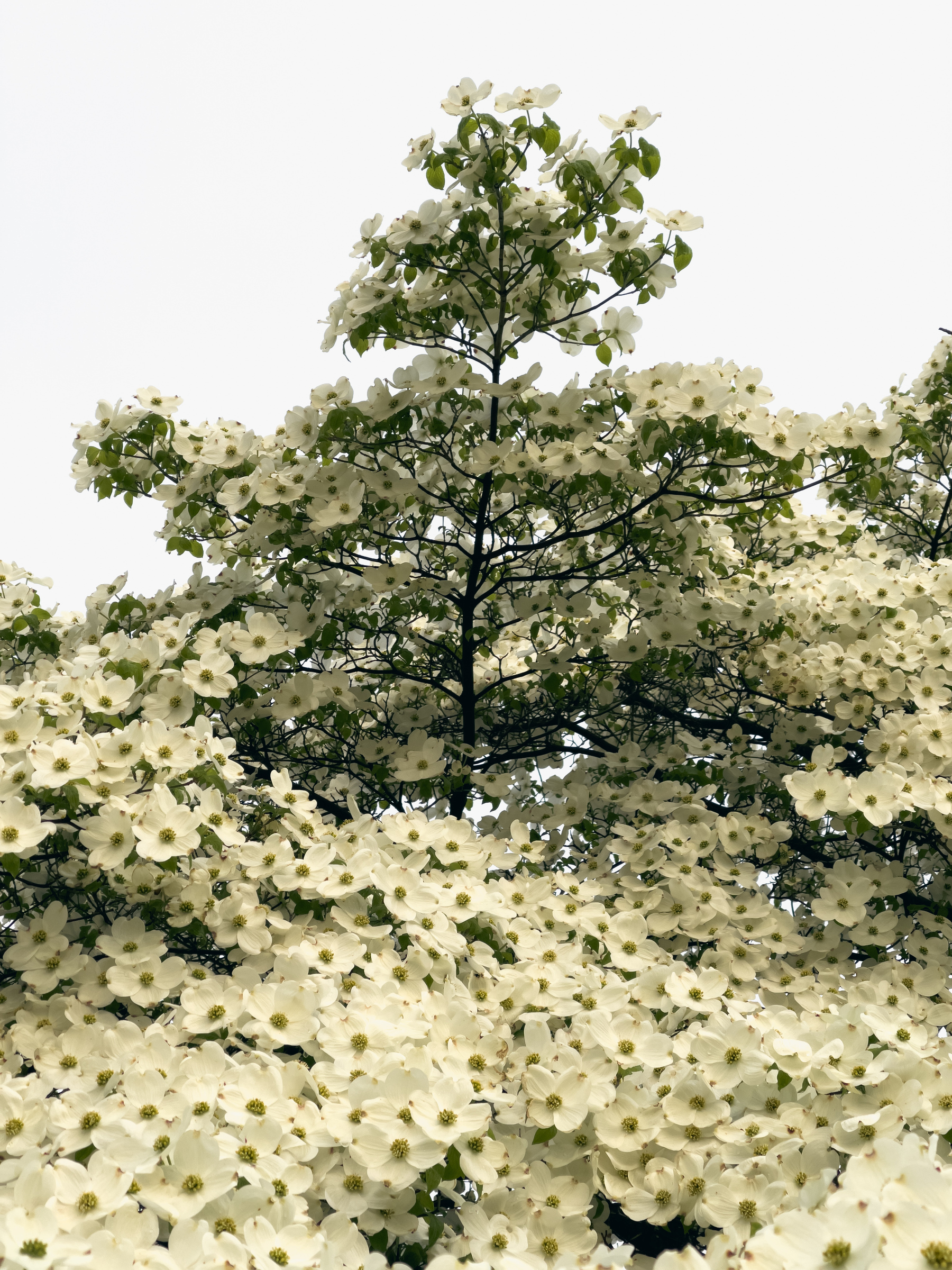 Dogwood tree in full bloom.
