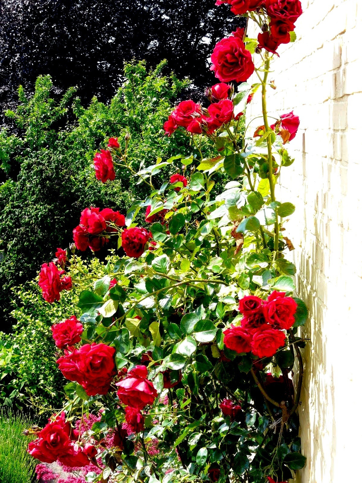 Danish Flowers Against a Wall