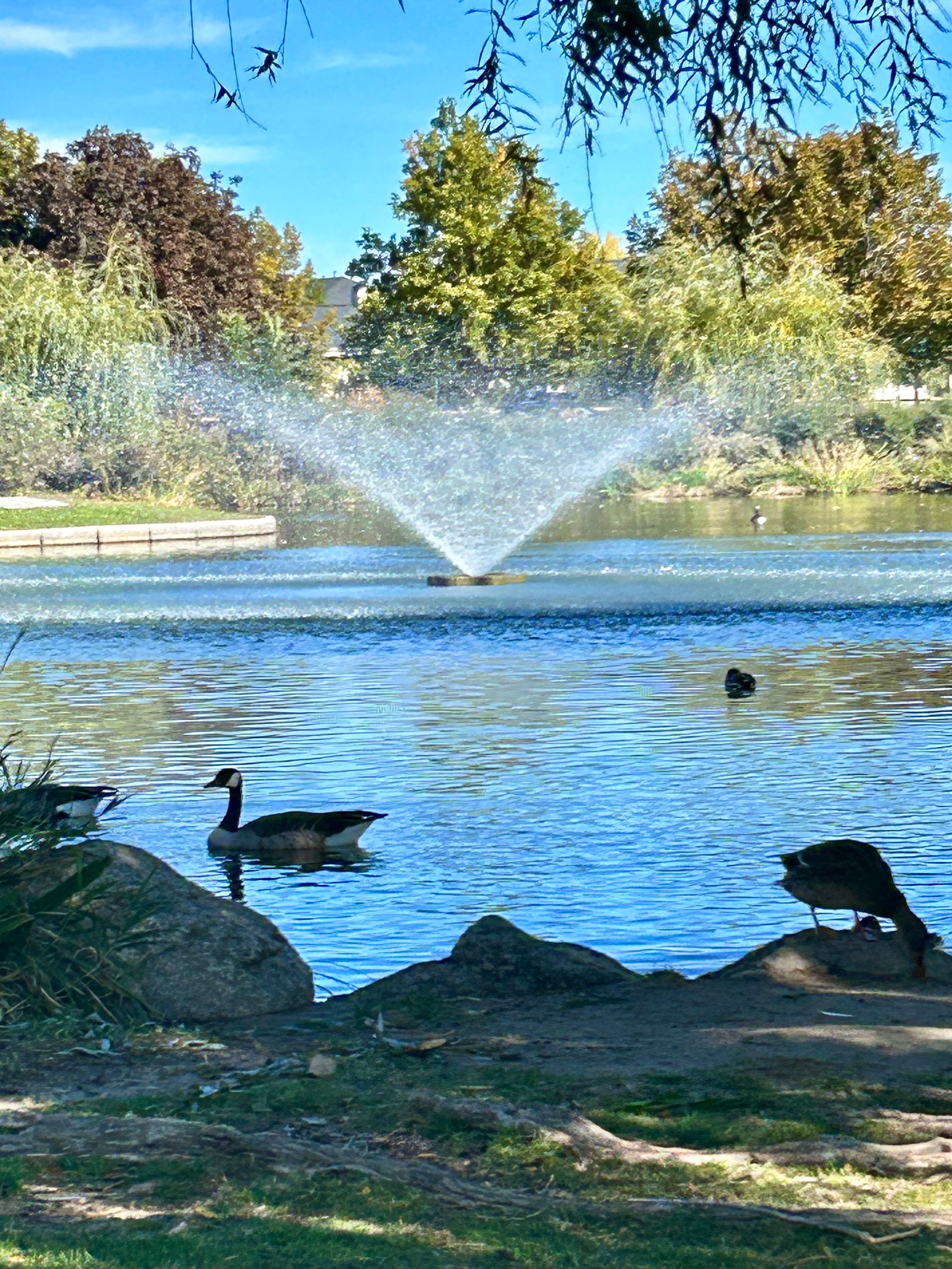 Geese Are Mean