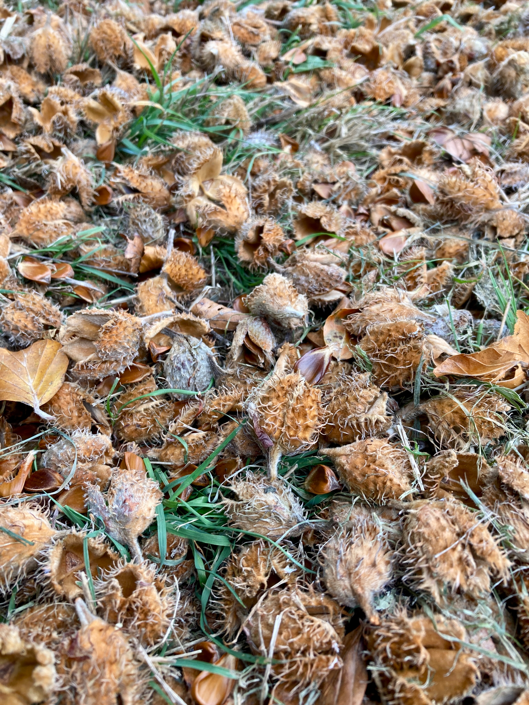 A layer of spiky brown seed pods and dried leaves covers the grassy ground.