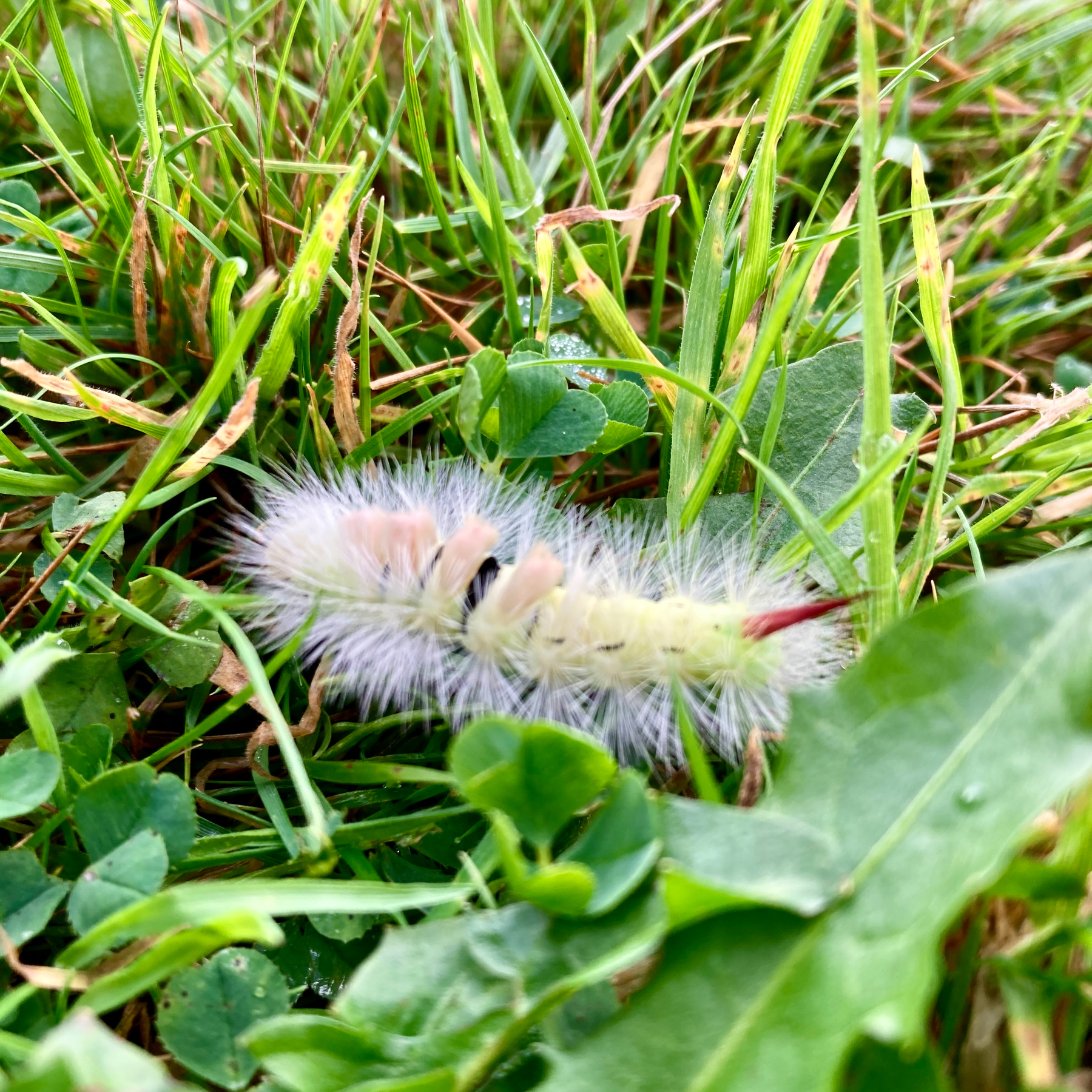 A fuzzy caterpillar with white and light orange bristles is crawling among green grass and clover leaves.