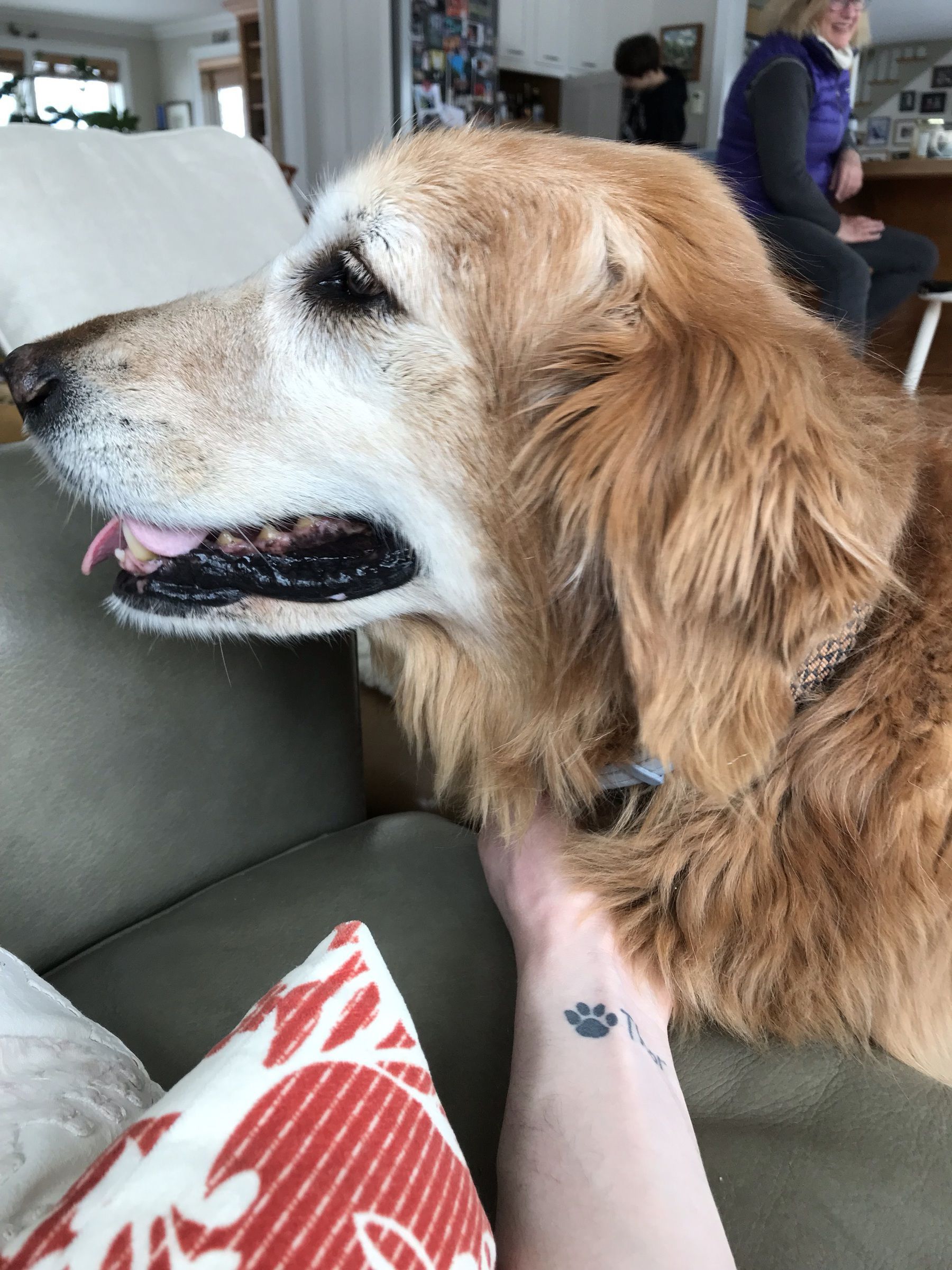 another old golden retriever with her head resting on my hand as I give her chin scratches