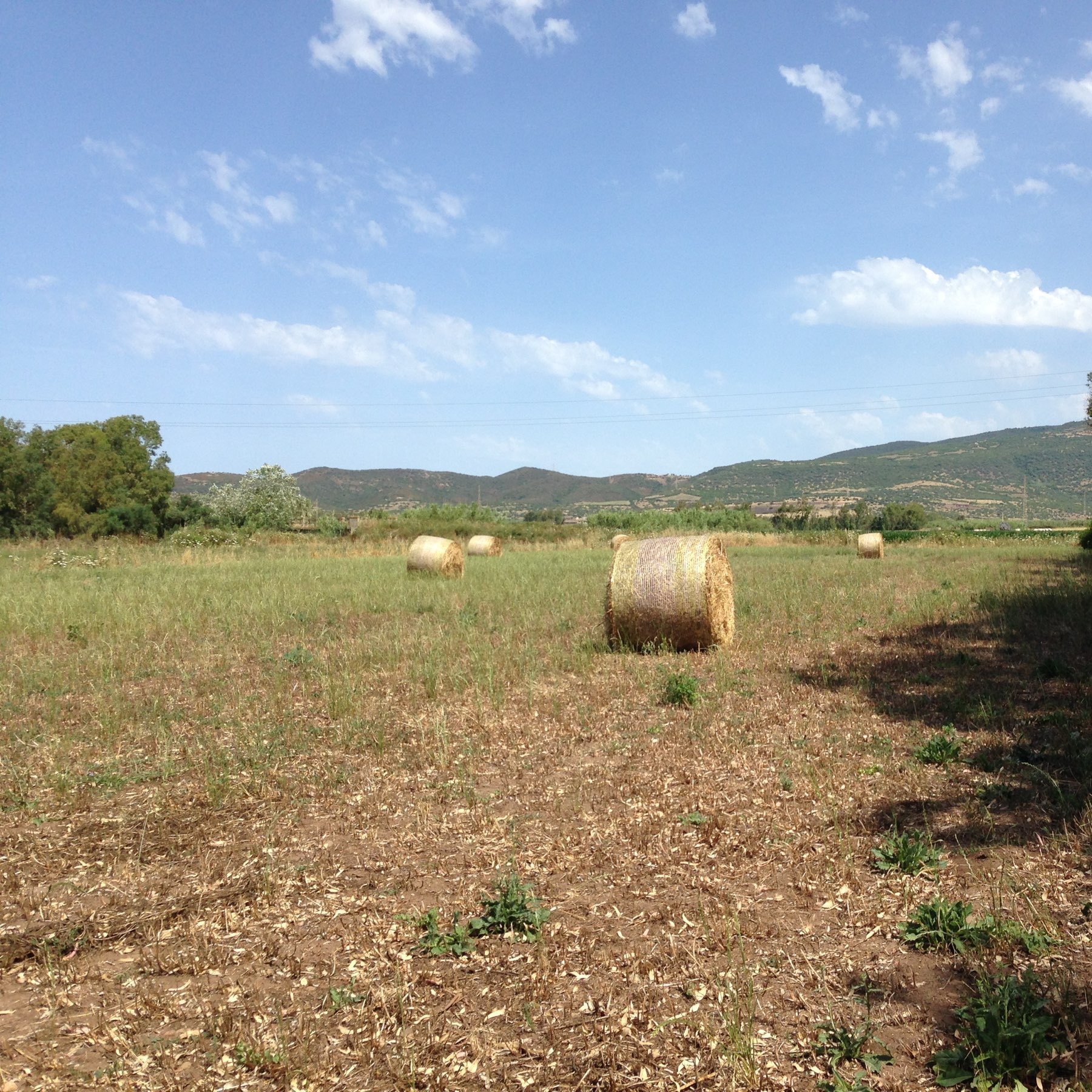 field of baled hay