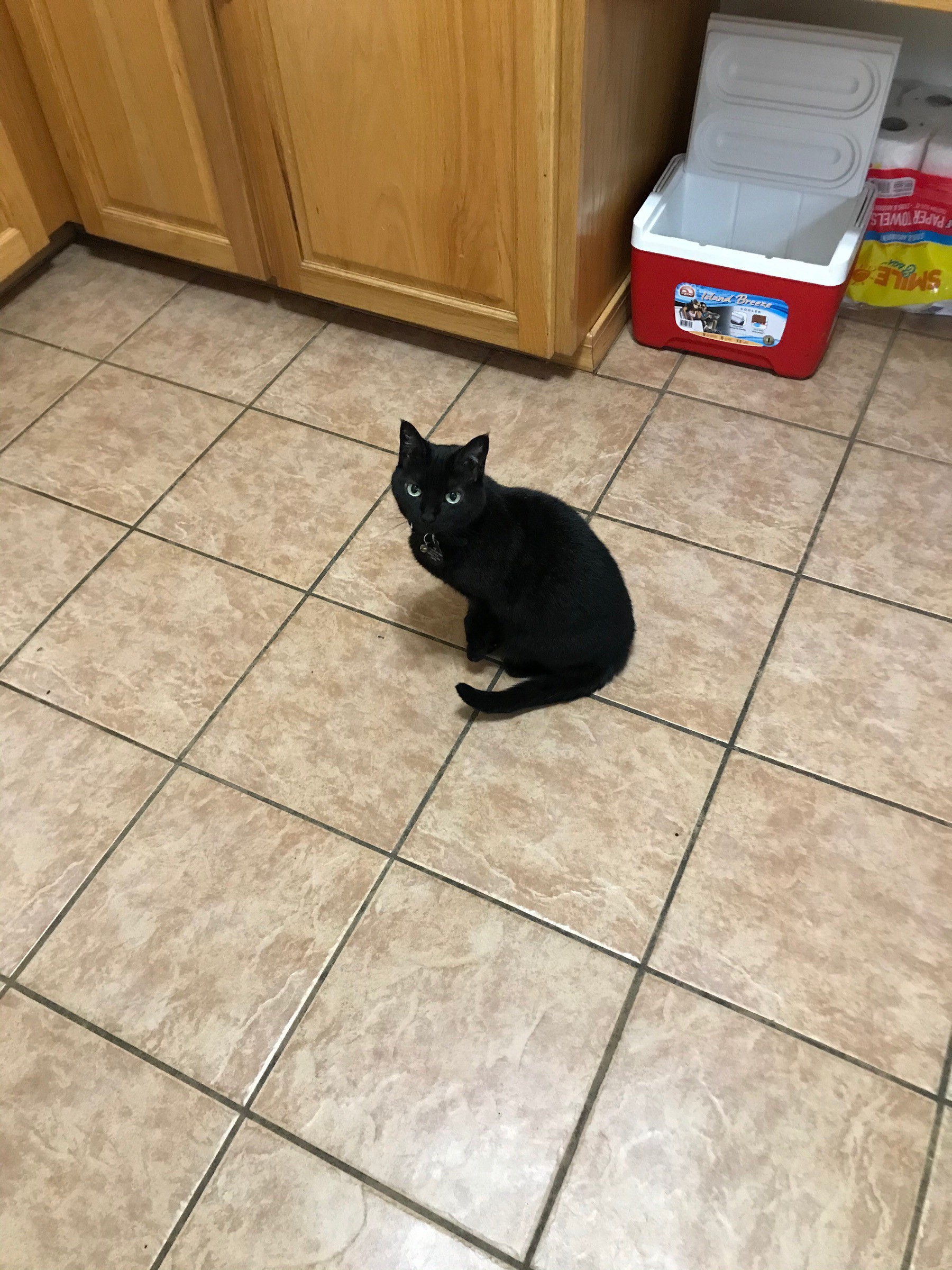 Nyx, a small black cat, sitting in the middle of the kitchen floor