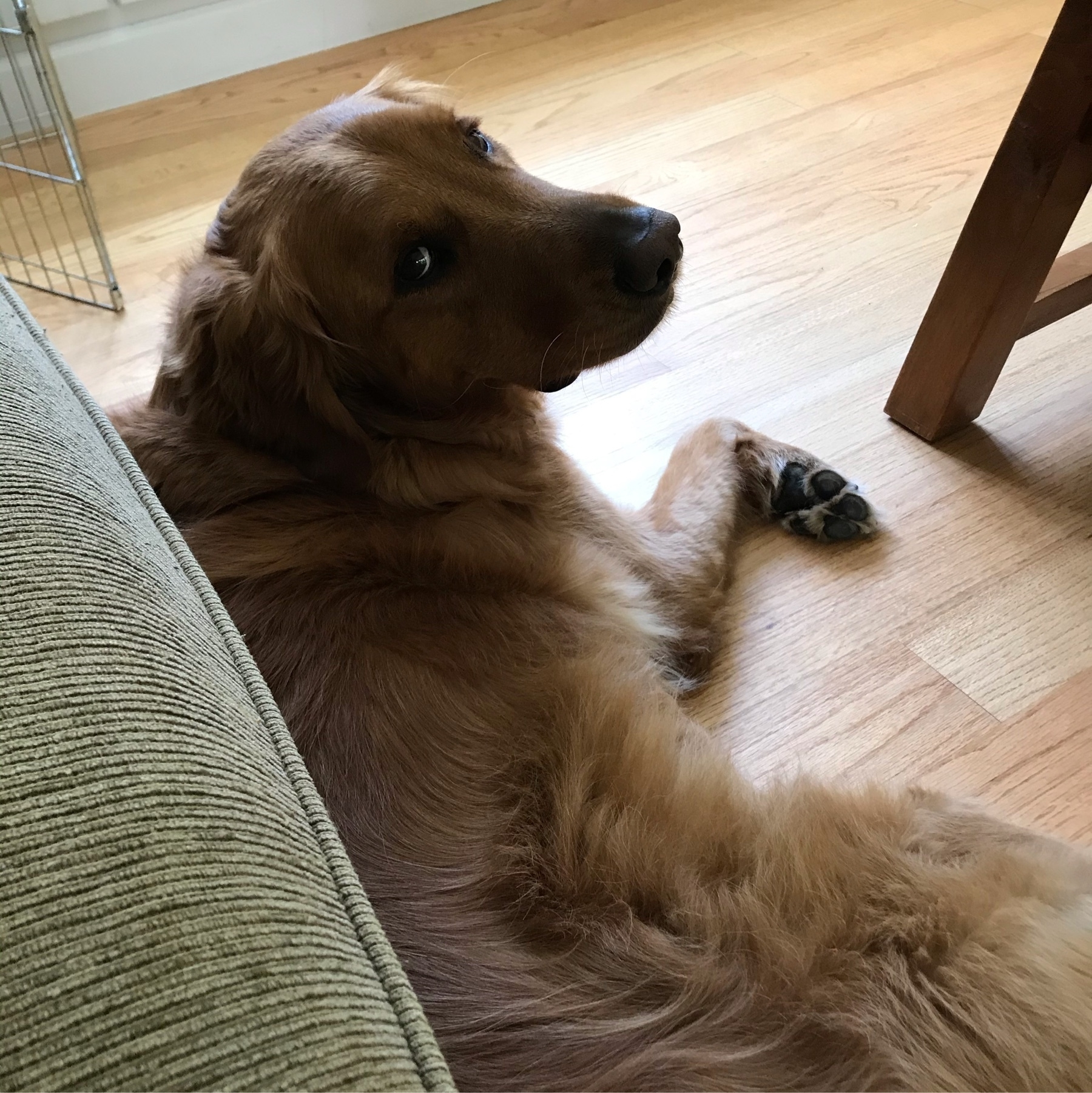 a golden retriever lying in front of a couch