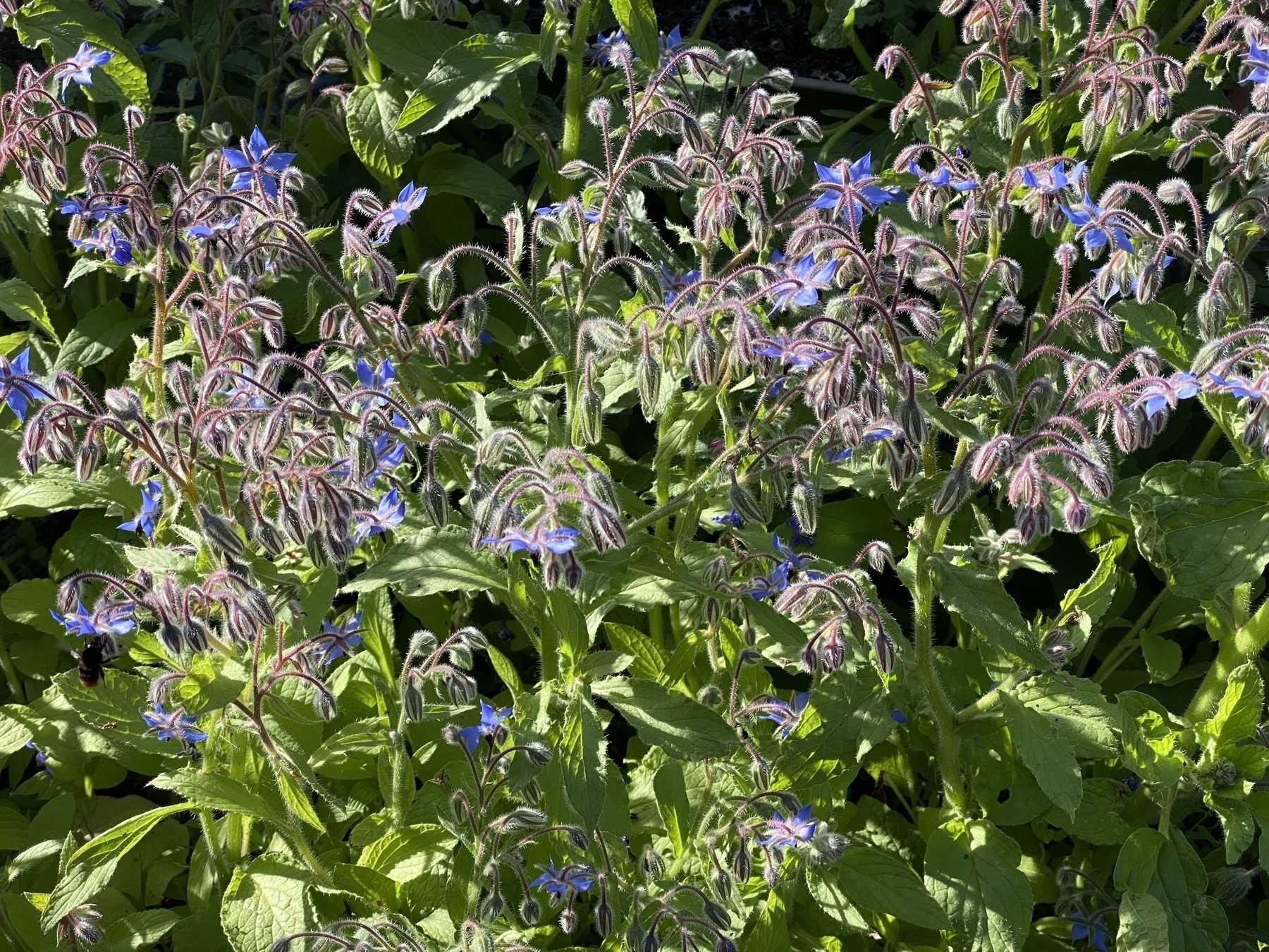 Borage 