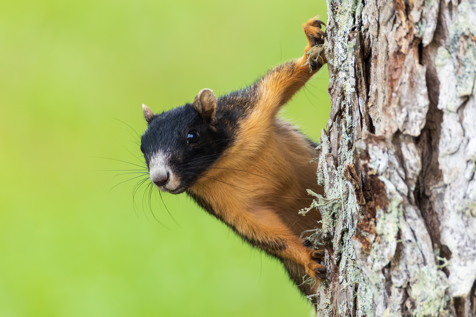 A black and orange squirrel is clinging to the side of a tree trunk while looking towards the camera.