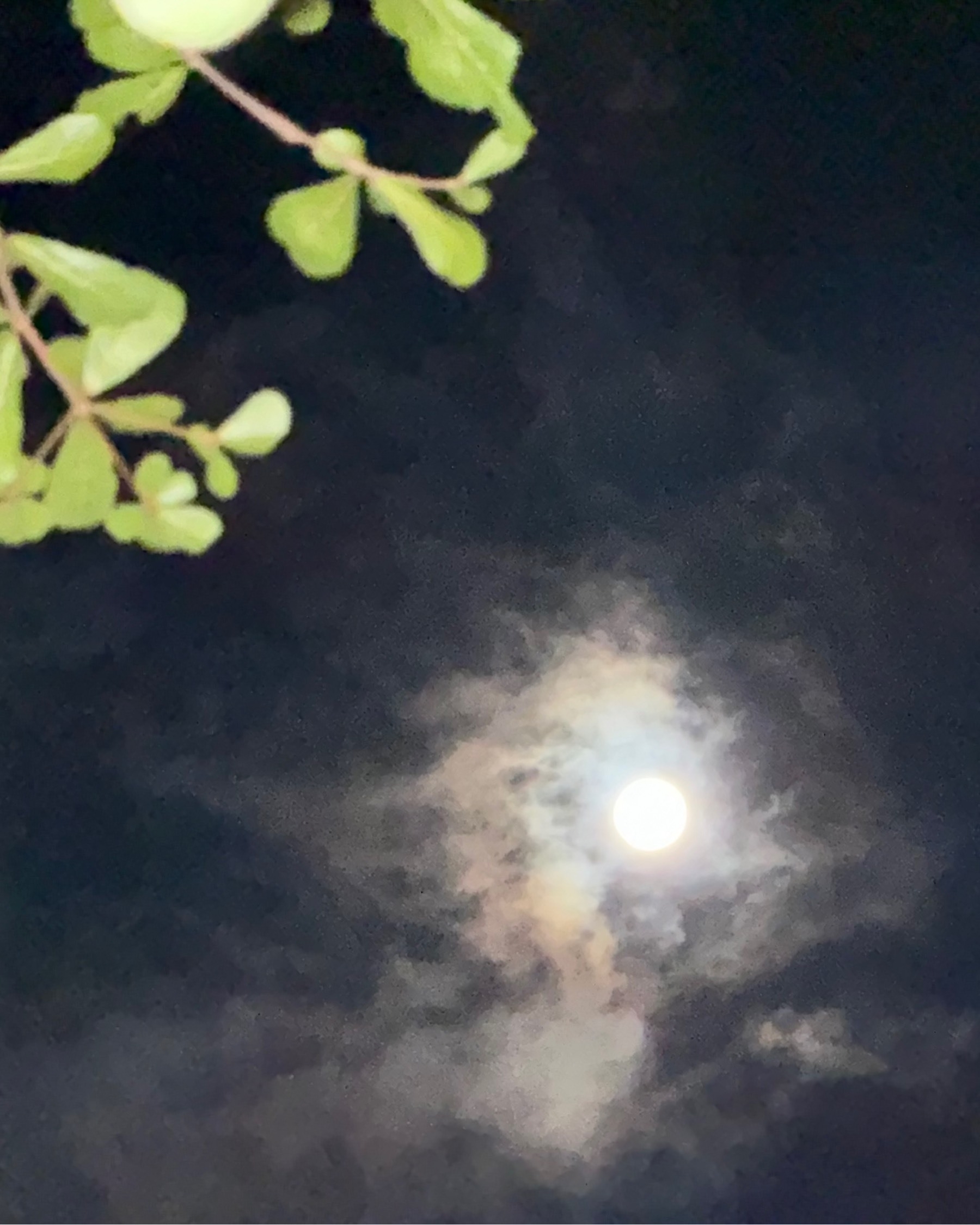 The full moon, surrounded by wisps of cloud, with some leaves of a tree lit up (by flash) in the foreground