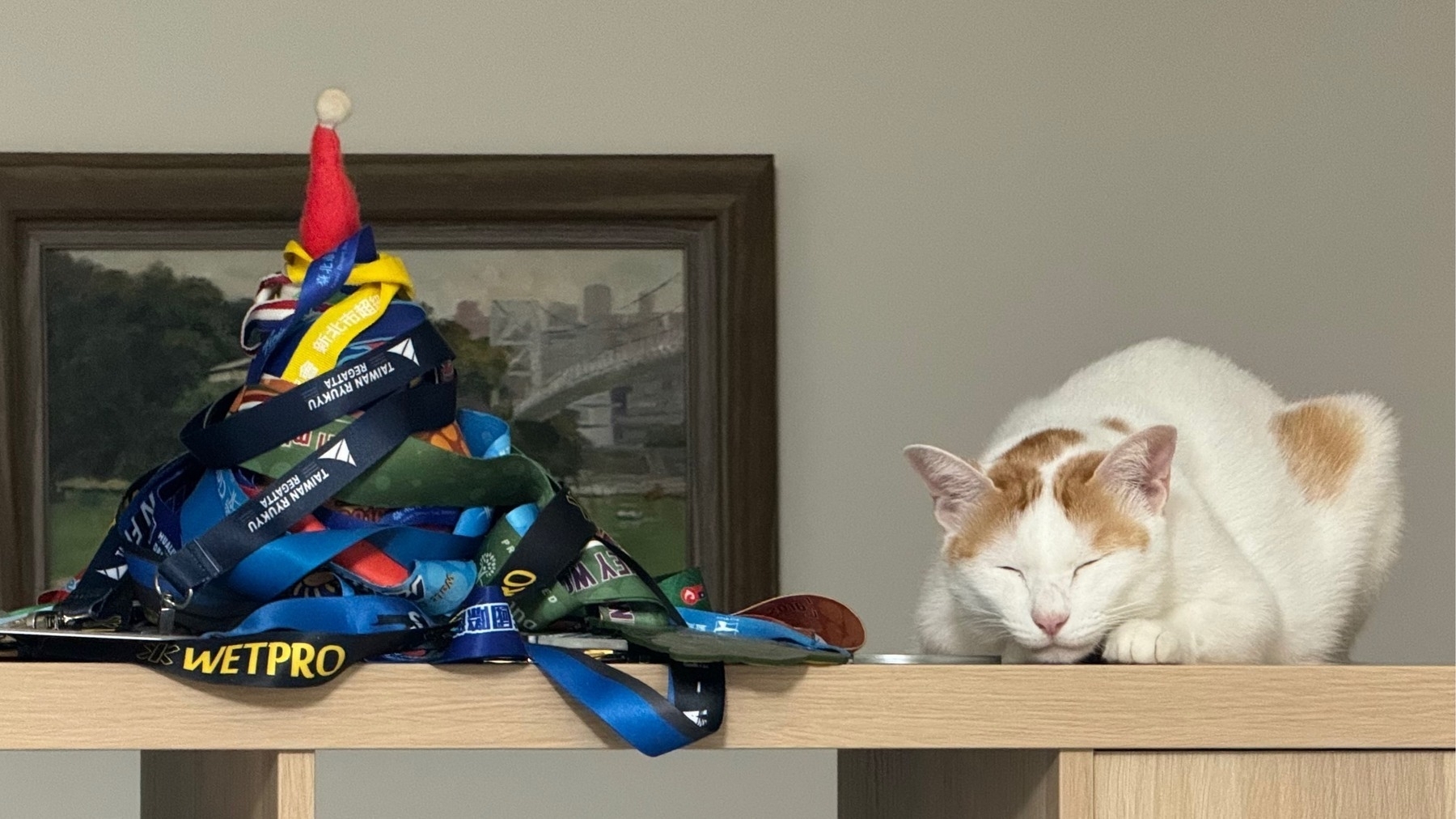 My white-and-ginger cat asleep and looking cute on a shelf, next to an irrelevant colourful mess of competition medals. It's all about the cat.