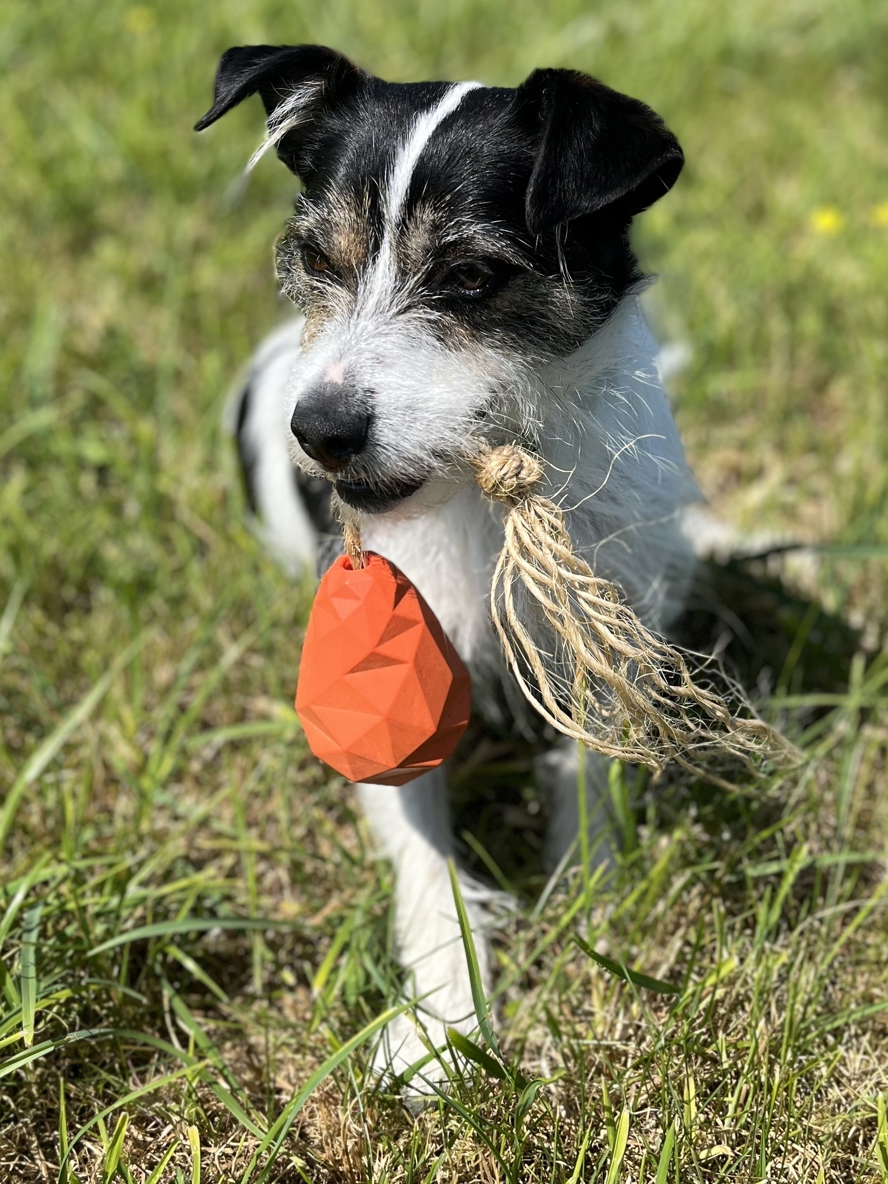 Leela the terrier sits on the grass, with a fraying rope and attached dog toy in her mouth