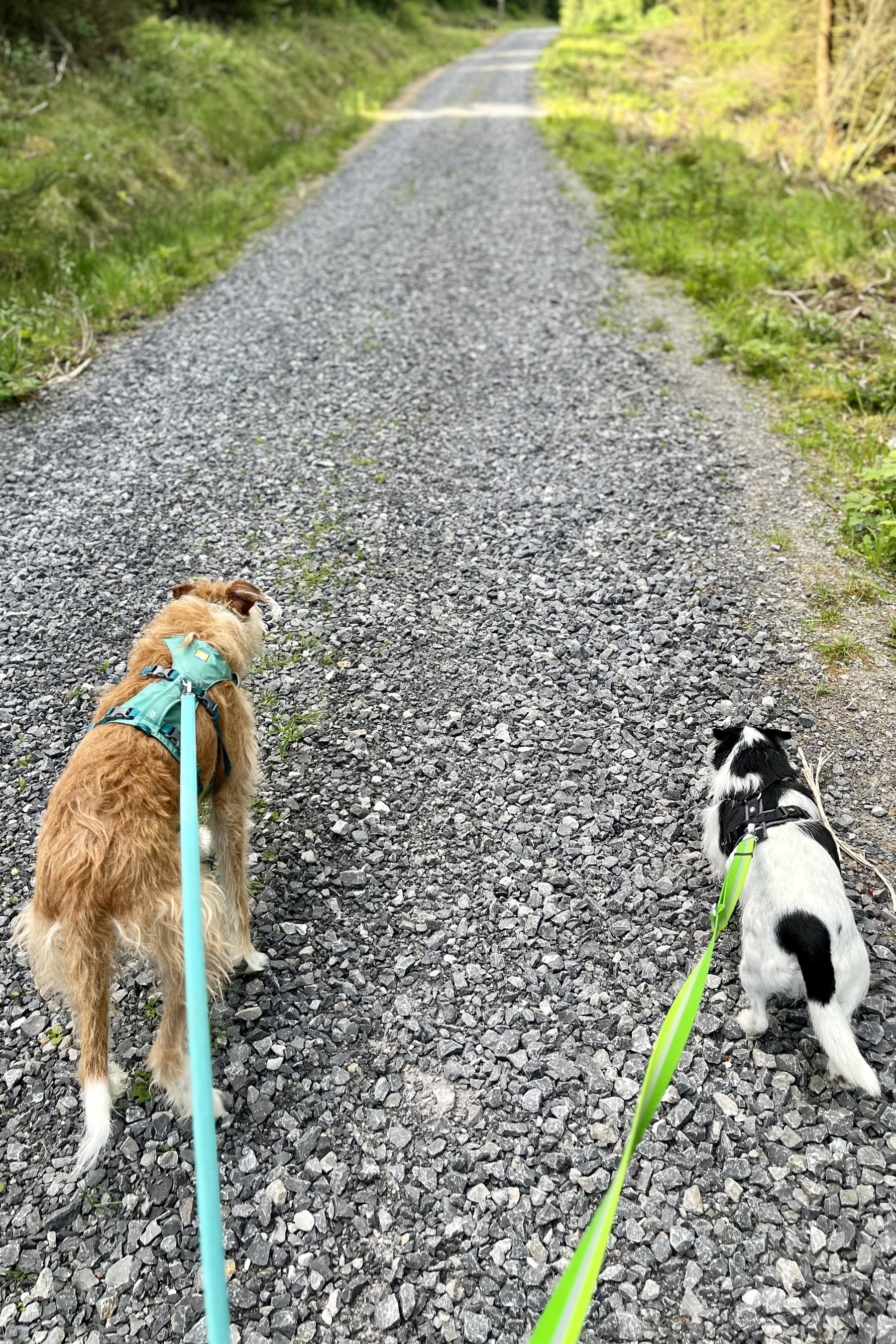 Shane the lurcher on the left, Leela the terrier on the right, pull at their green leashes to move faster up the hilly gravel trail.