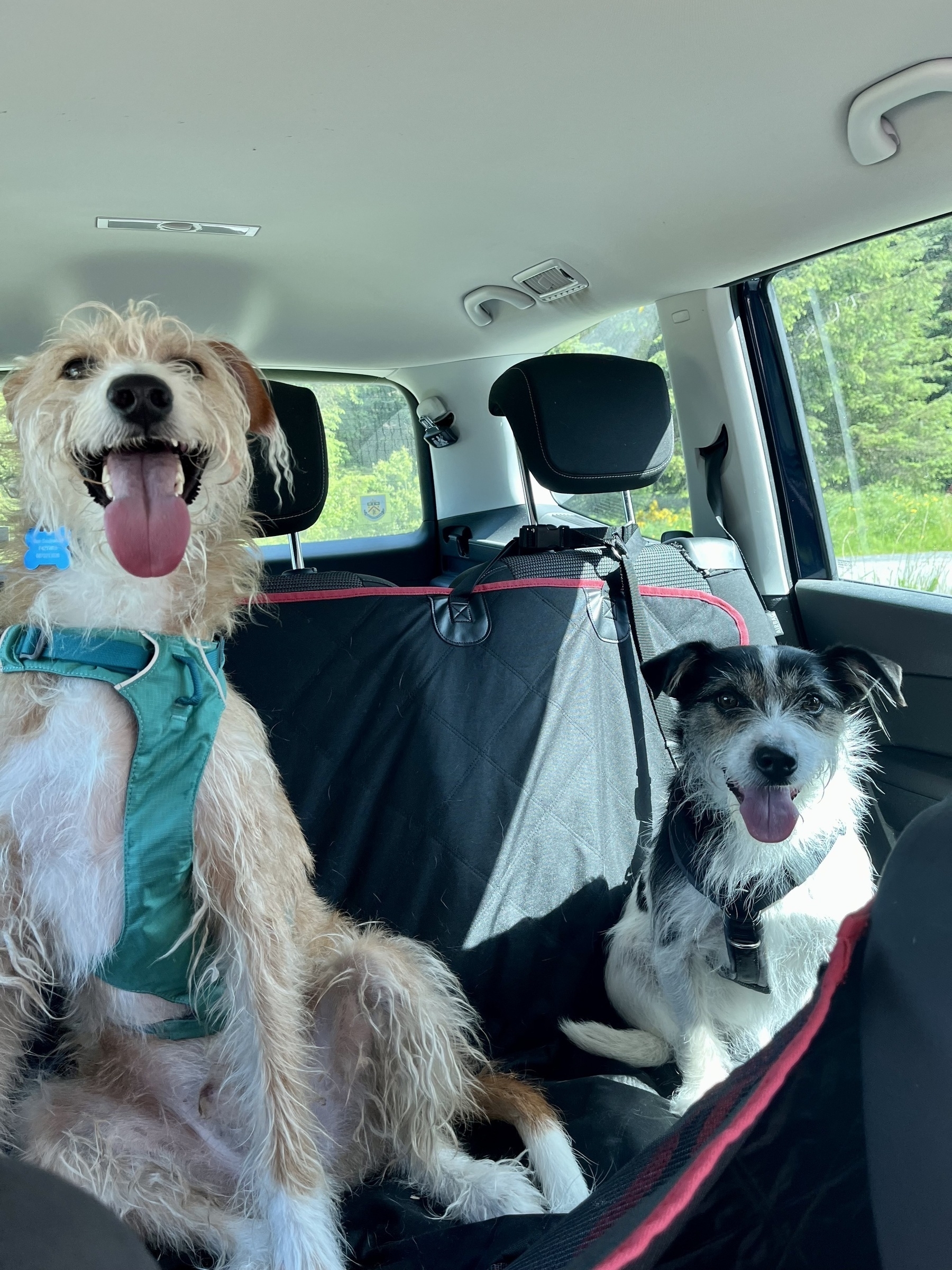 Shane the hairy and lurcher and Leela the terrier sit, panting and smiling, in the back of a car after their walk. 