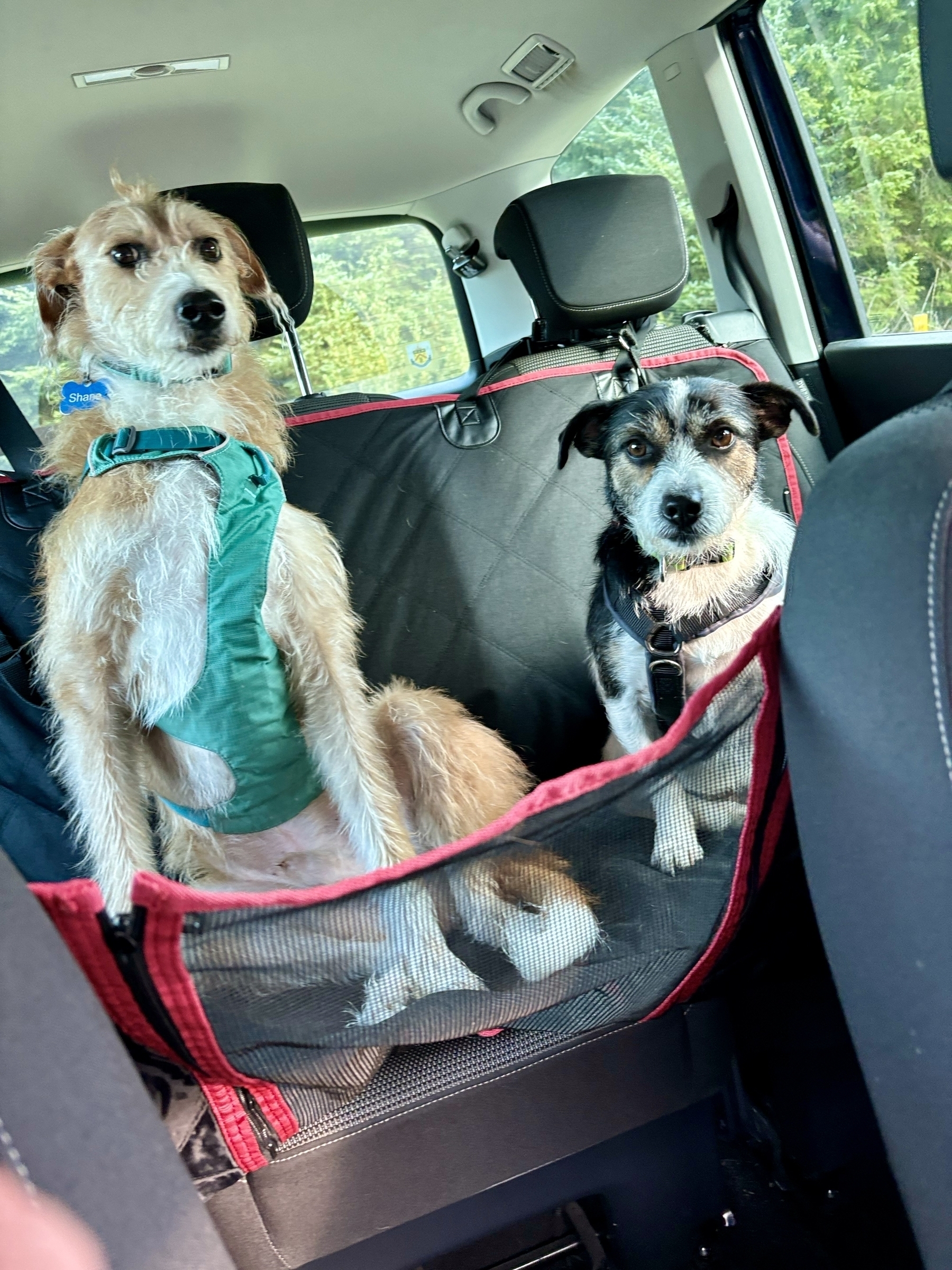 Shane the lurcher and Leela the terrier sit, unimpressed, in the back of a car. 
