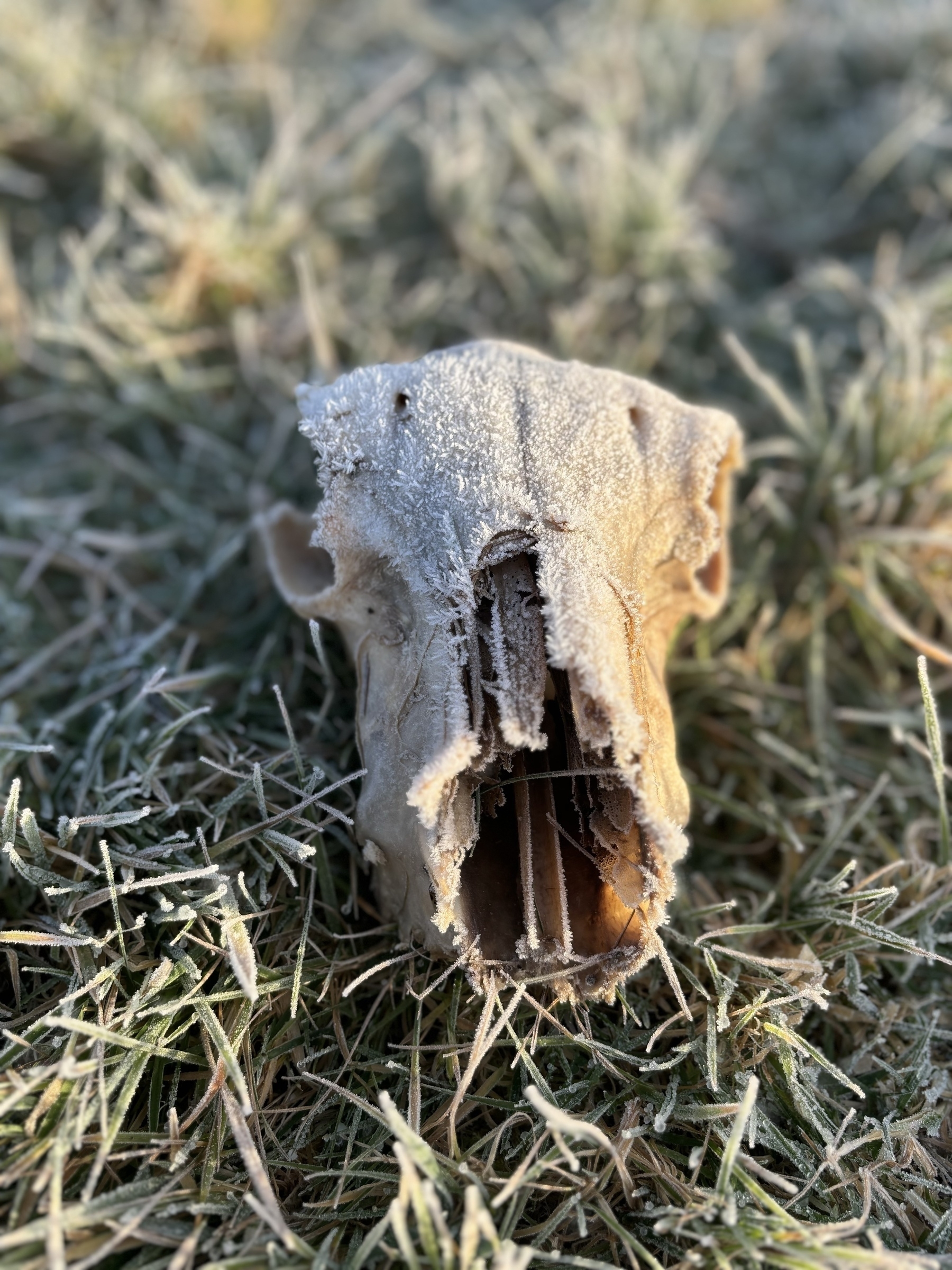A frost covered sheep skull sits ominously on ice-crystal dusted grass. 