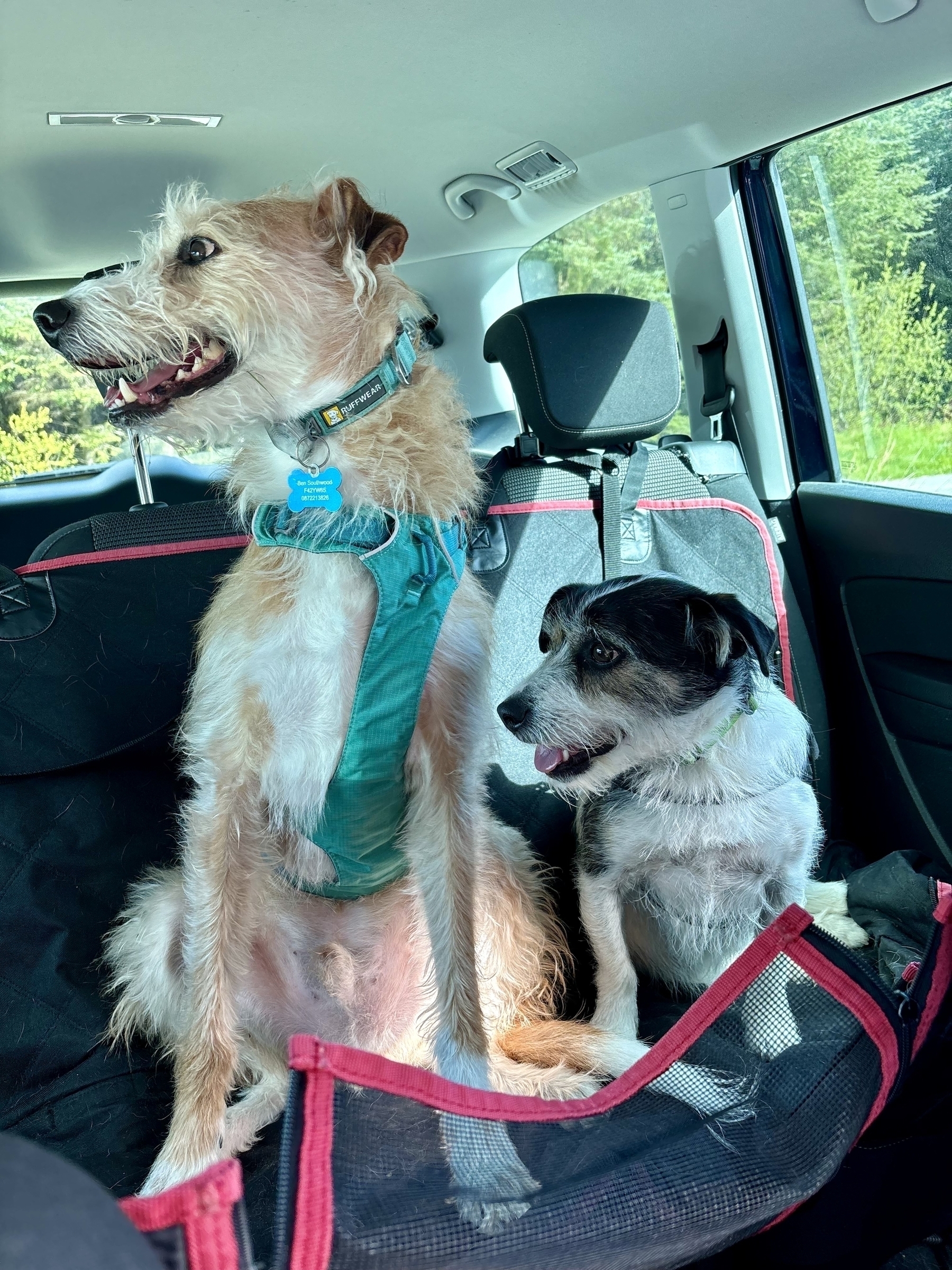 Shane the hairy lurcher and Leela the terrier sit in the back of a car after a lovely walk. 