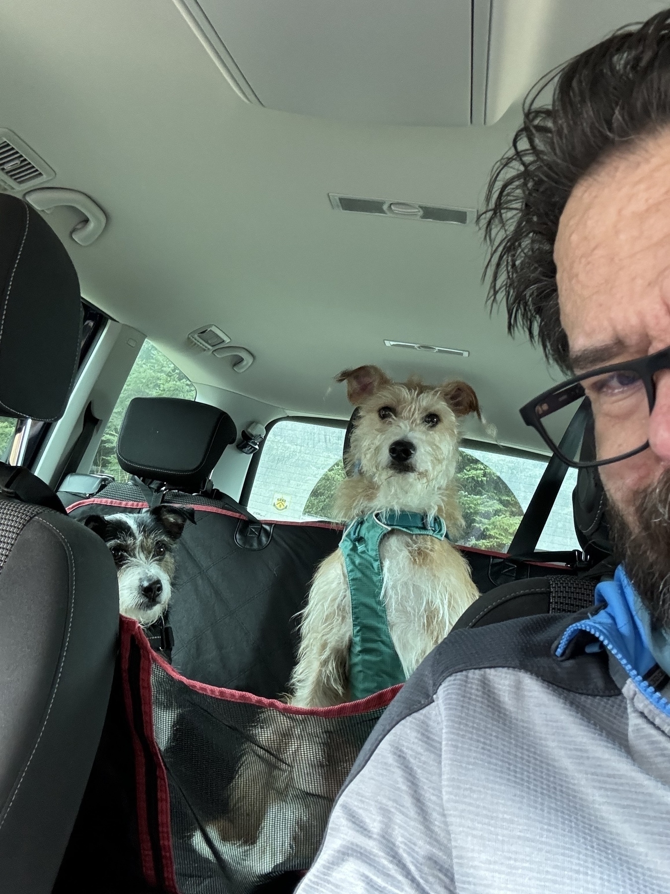 A tan and white lurcher and tricolour terrier sit in the back seat of a car. A hairy bespectacled man sits ominously half out of shot. 