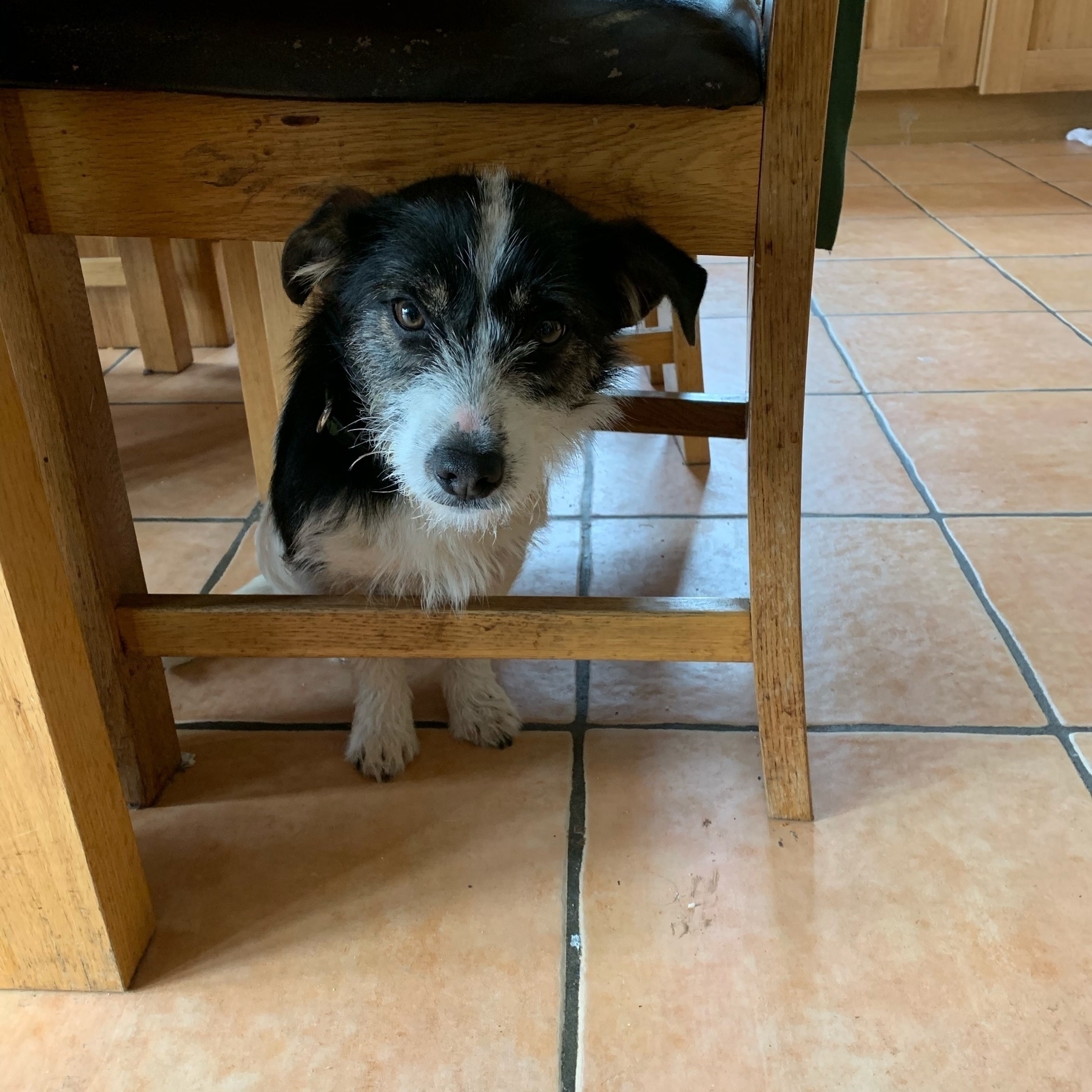 A small, terrified, terrier hides under a dining room chair. 