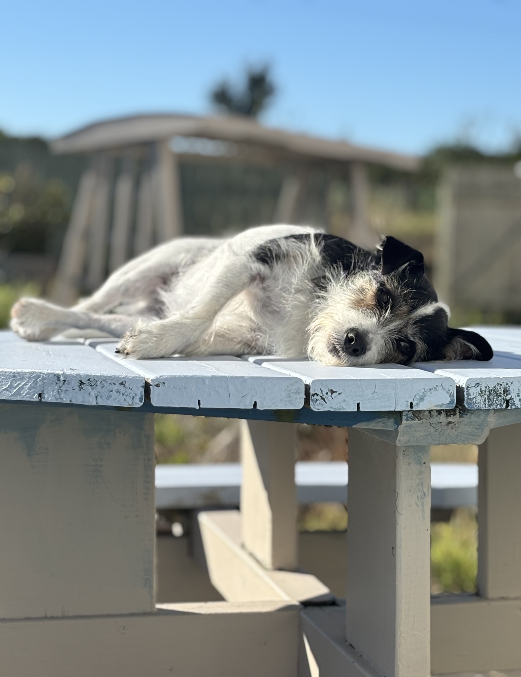 Leela the terrier relaxes on a picnic table in glorious sunshine.  