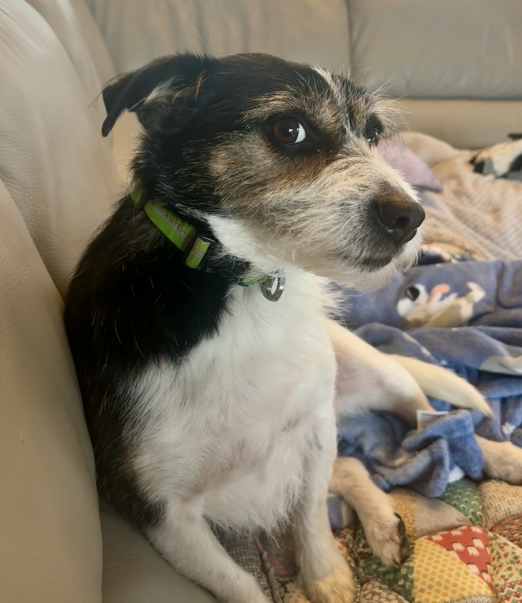 A cute terrier gives an exemplary side-eye for the camera 
