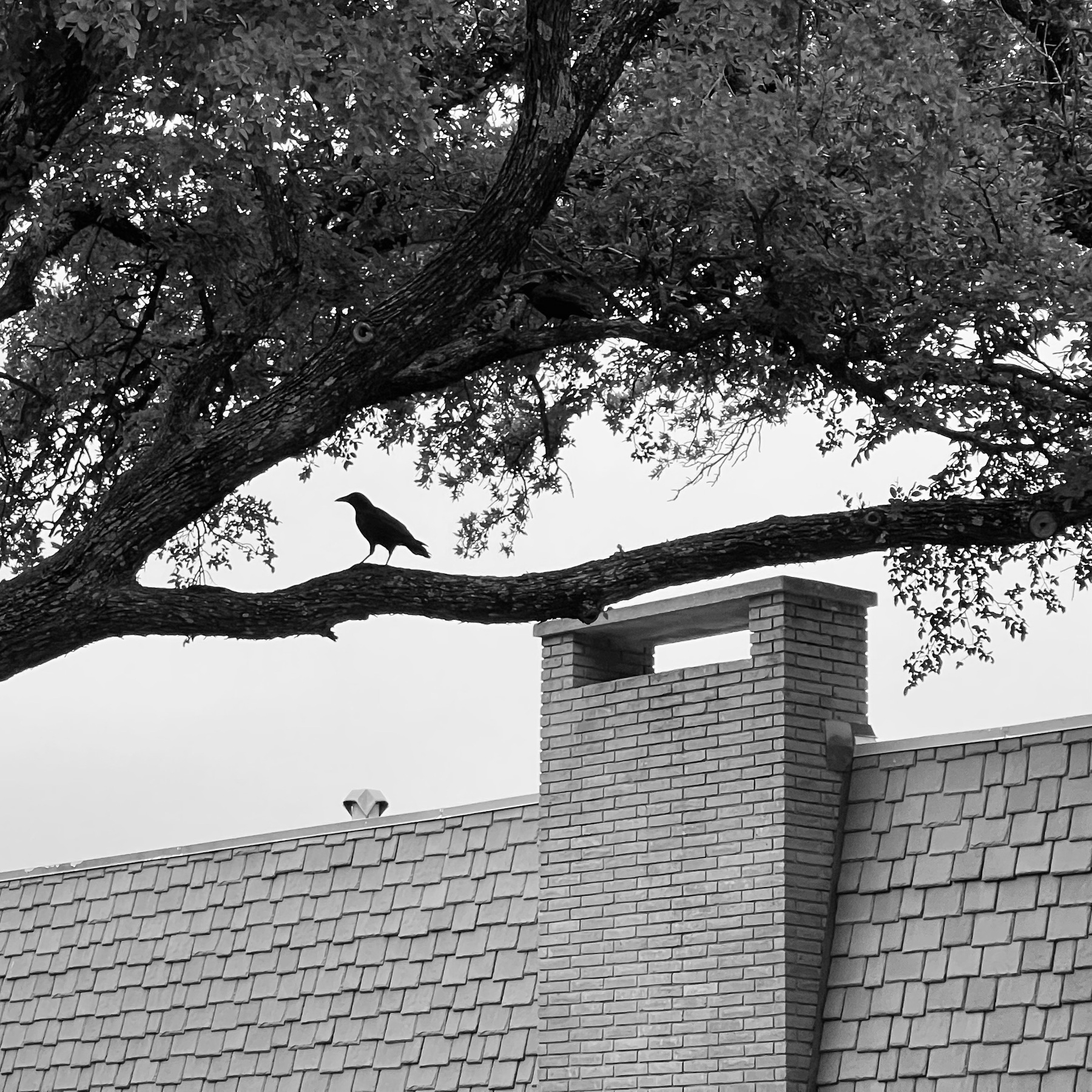B&W photo of crow on tree branch