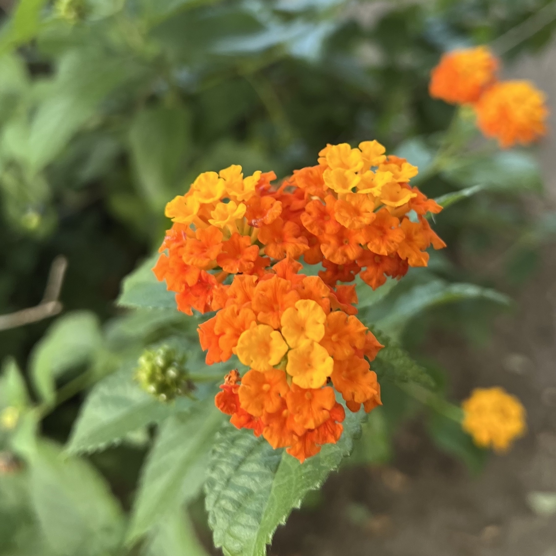 Orange flower with pronounced bokeh