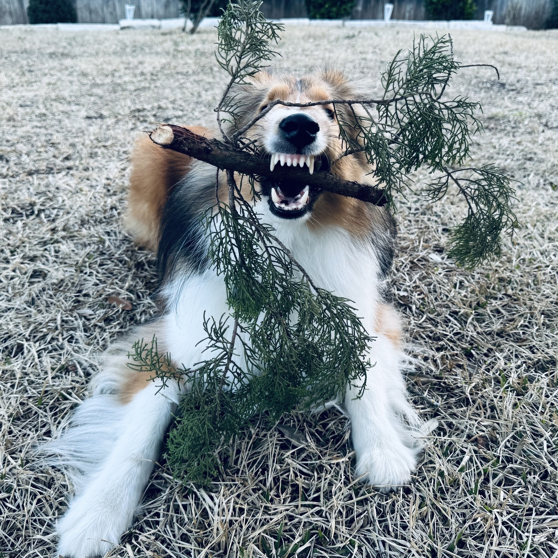 dog chewing branch